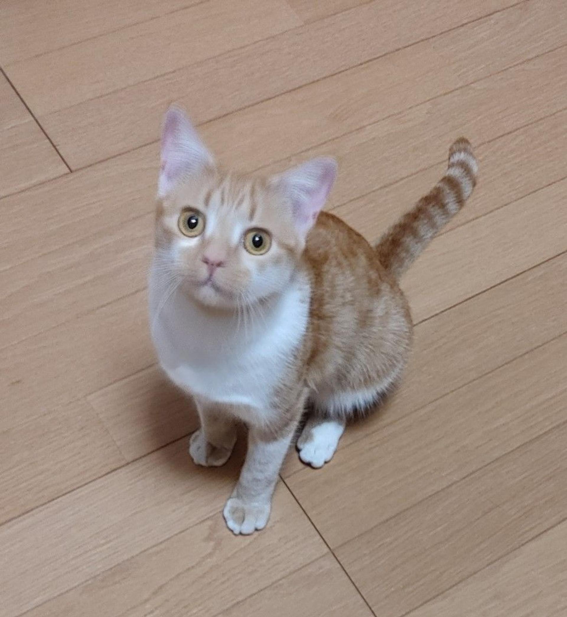 pet-image-4
