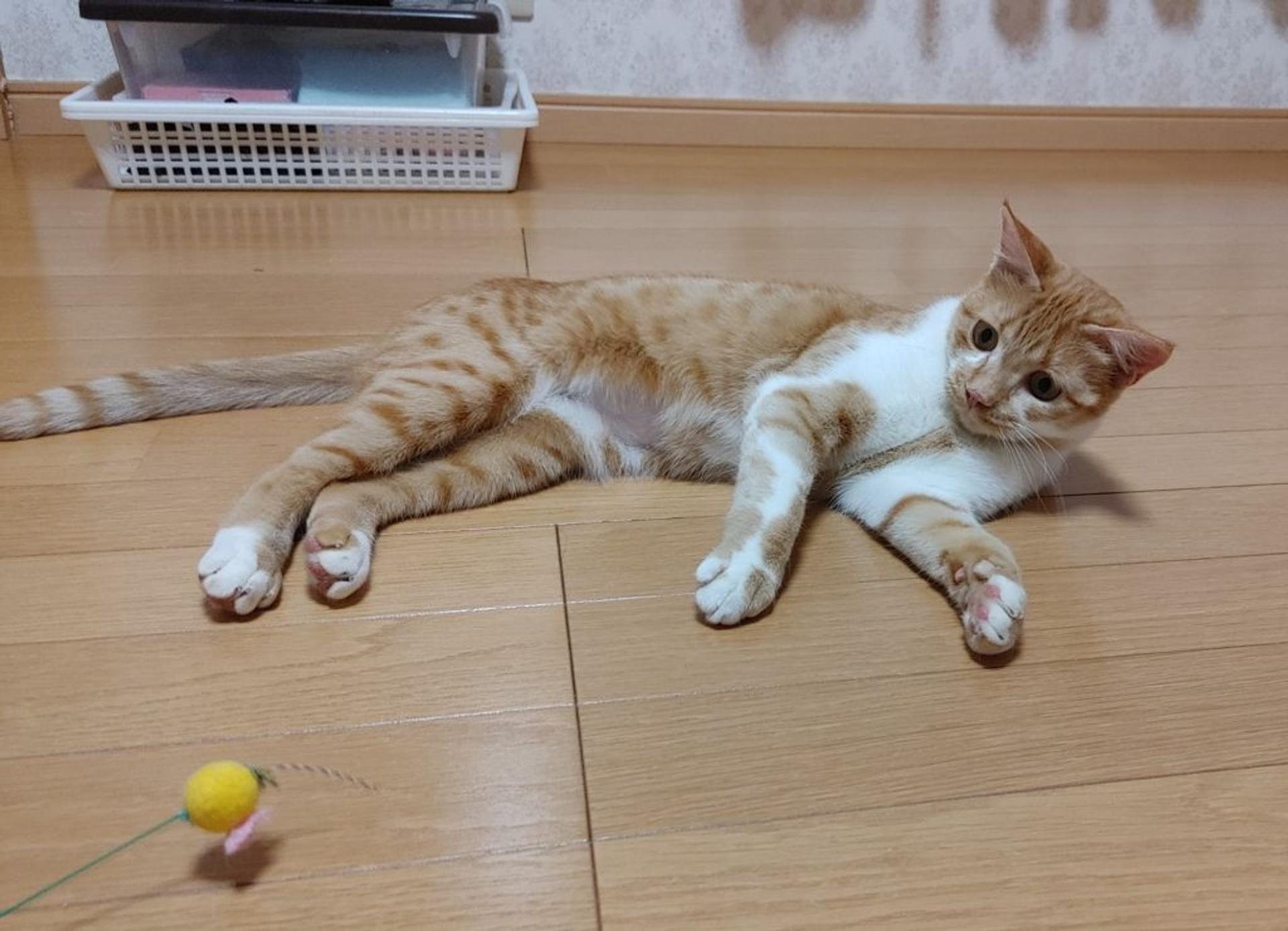 pet-image-6