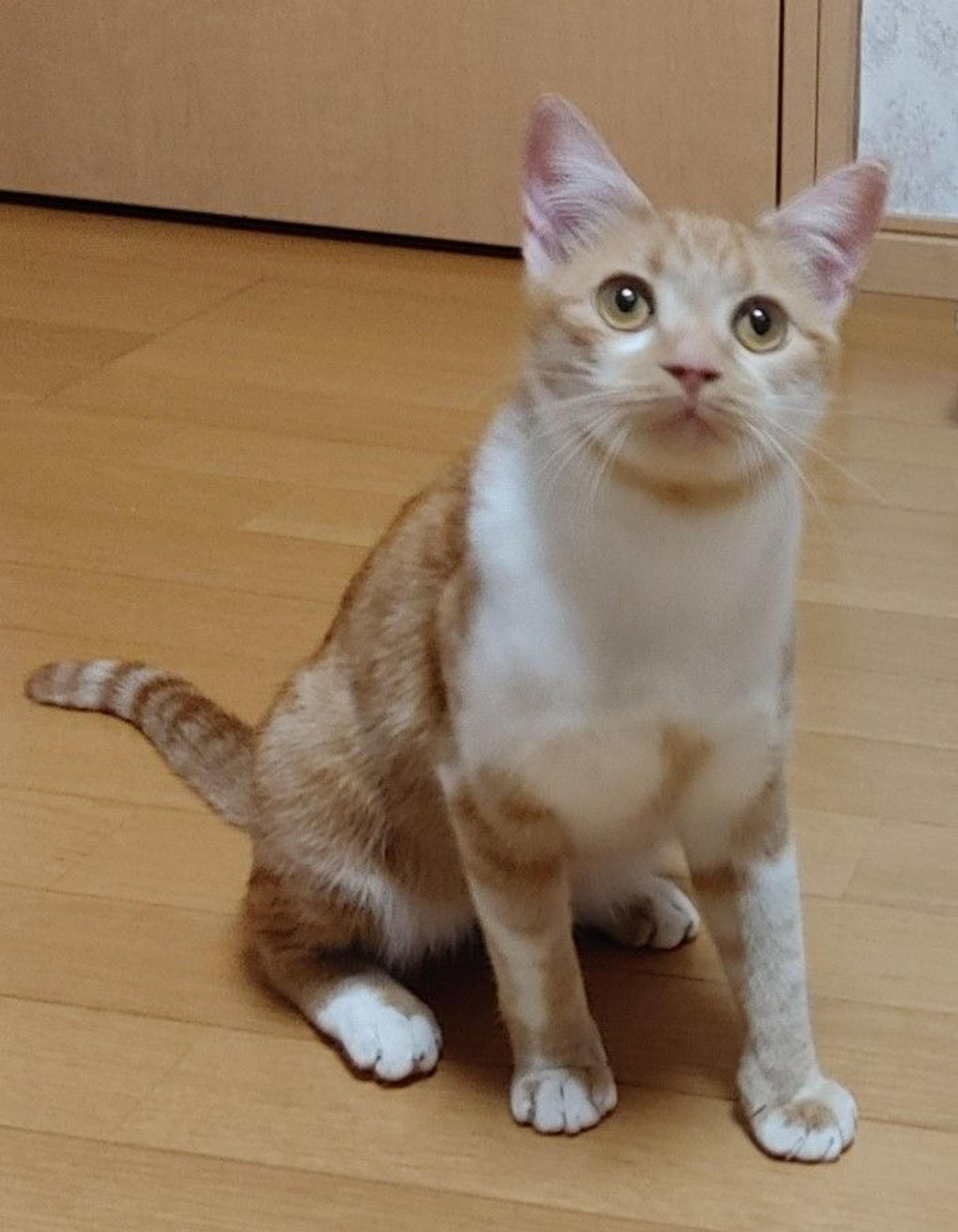pet-image-8