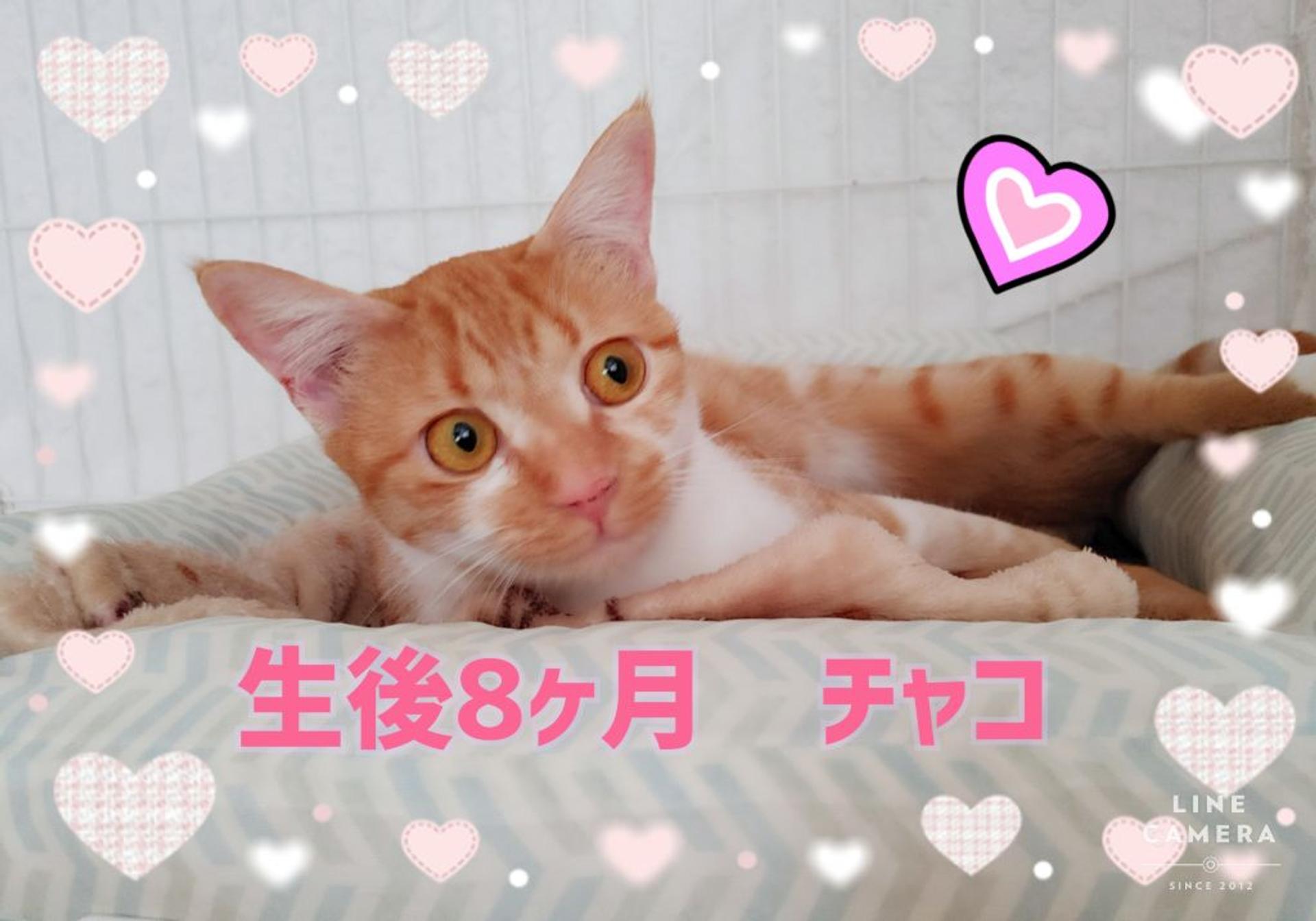 pet-image-9