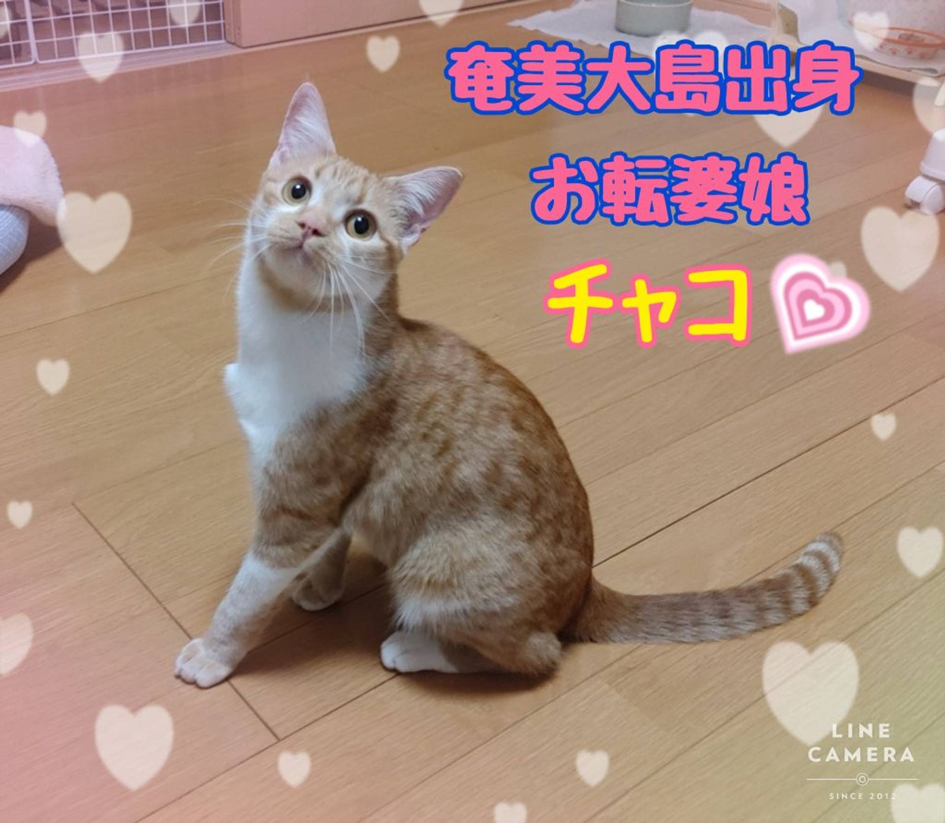 雑種（ミックス猫）・メスの里親募集の写真