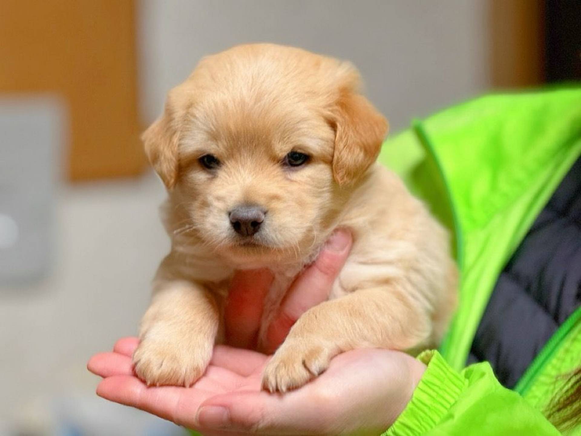 雑種（ミックス犬）・オスの里親募集の写真
