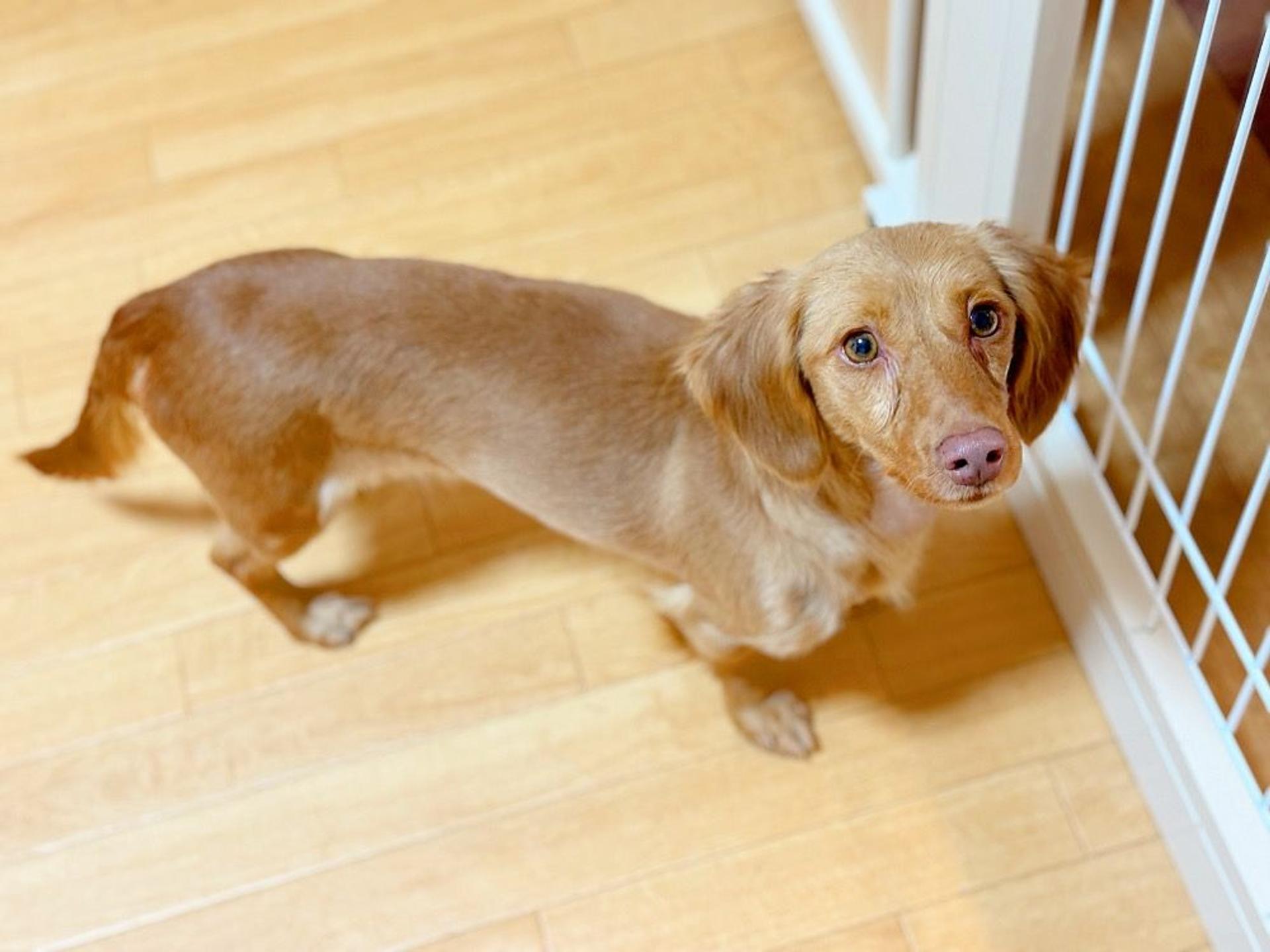 pet-image-2