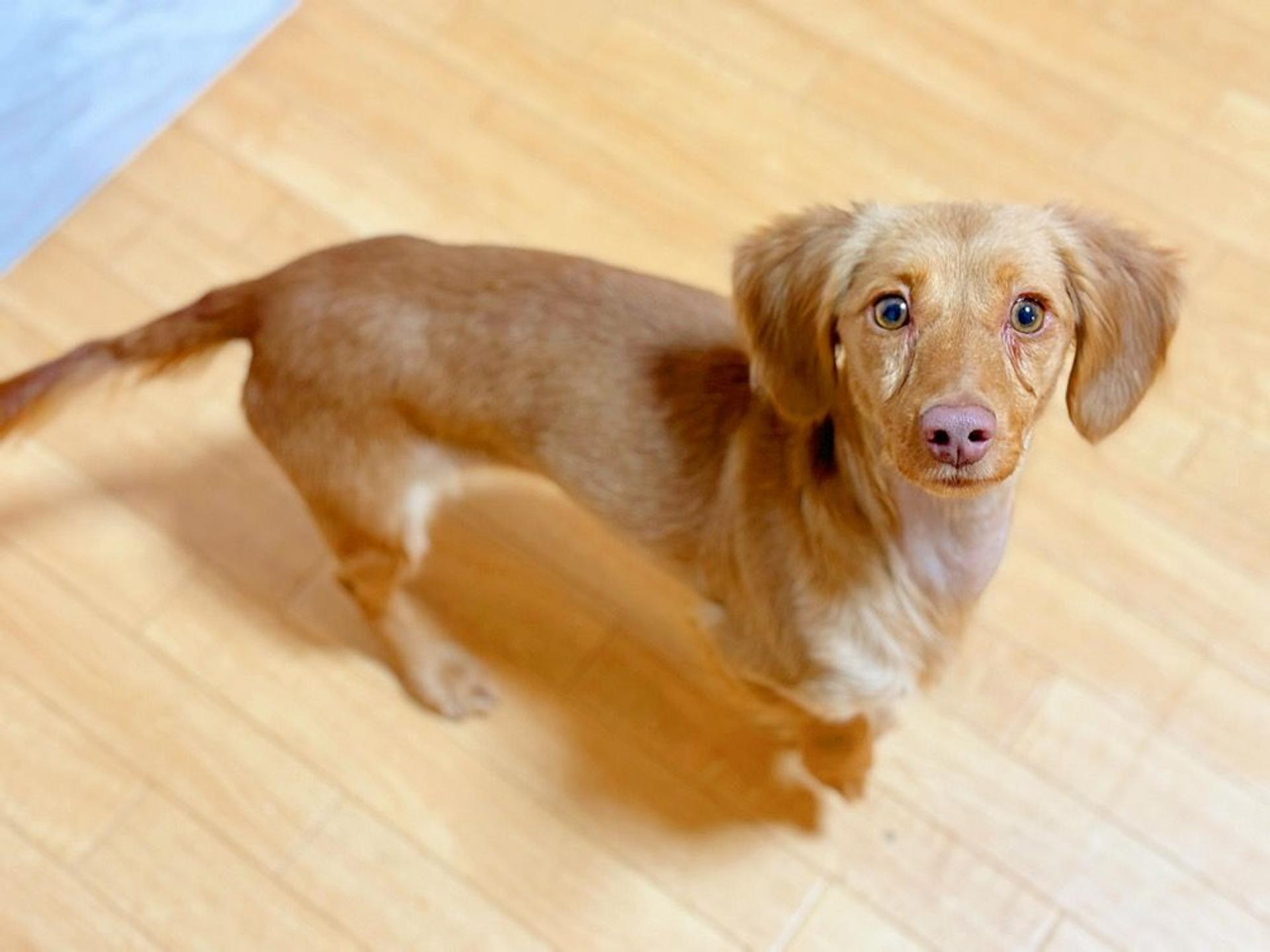 pet-image-3