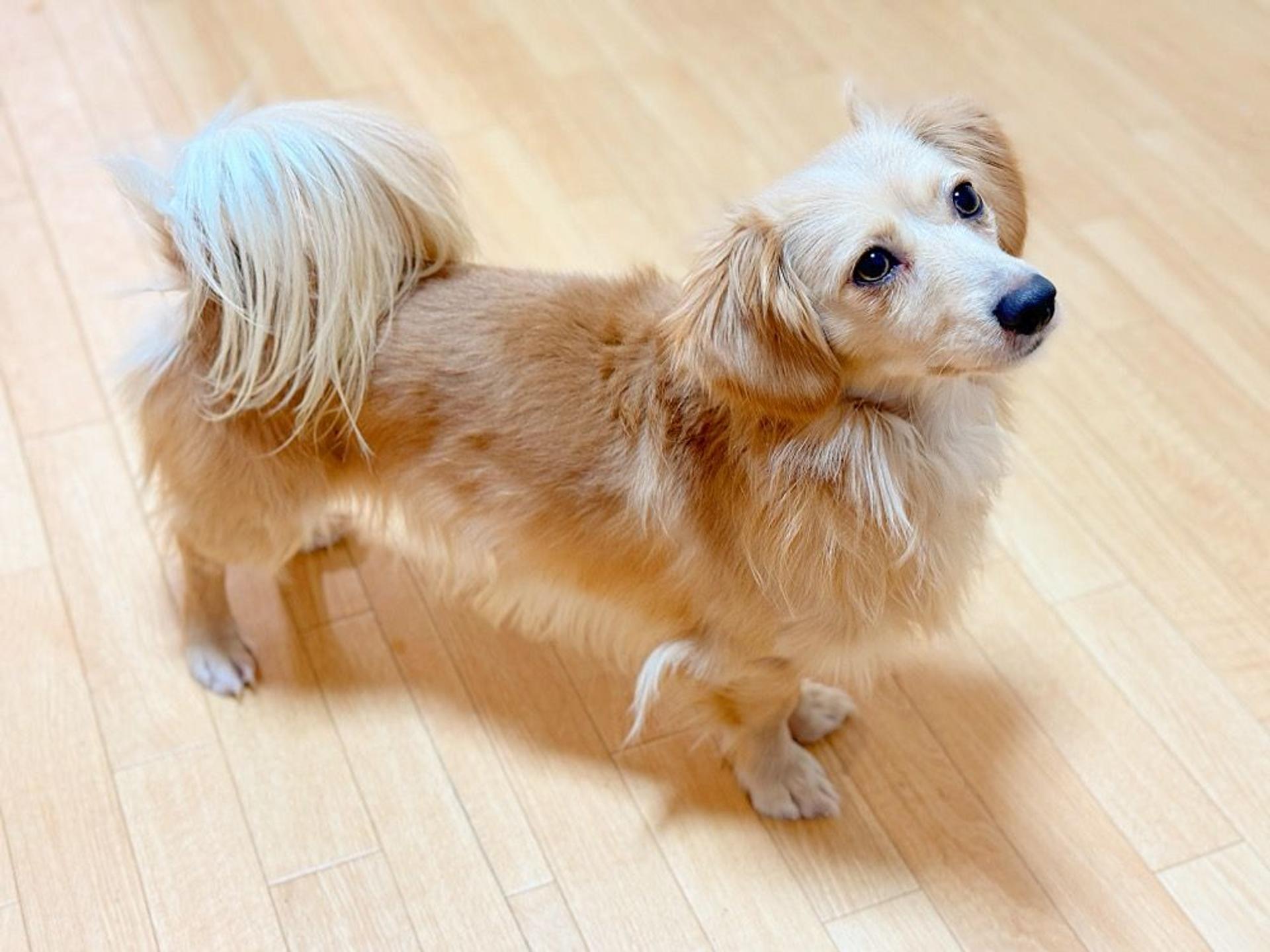 pet-image-3