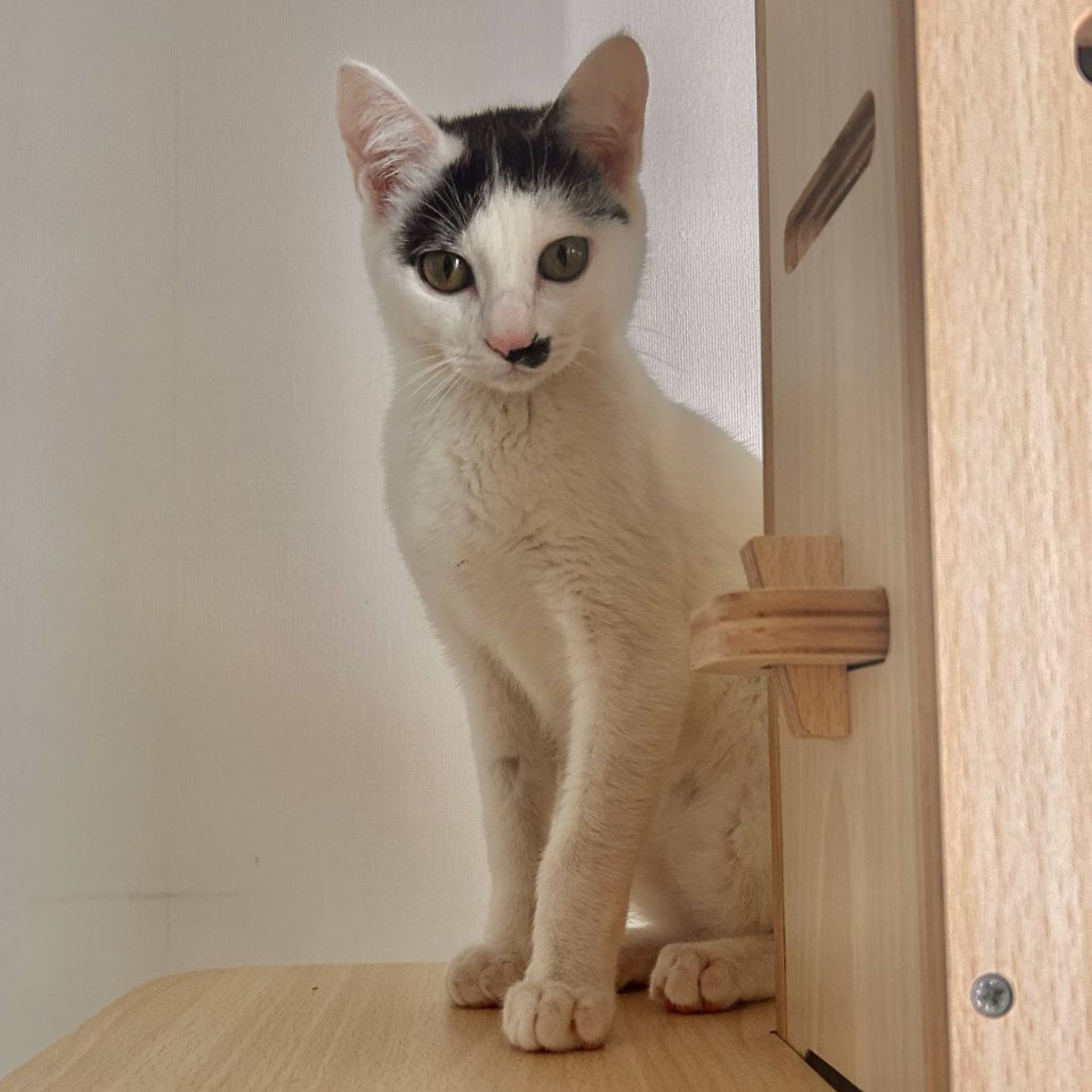 雑種（ミックス猫）・オスの里親募集の写真
