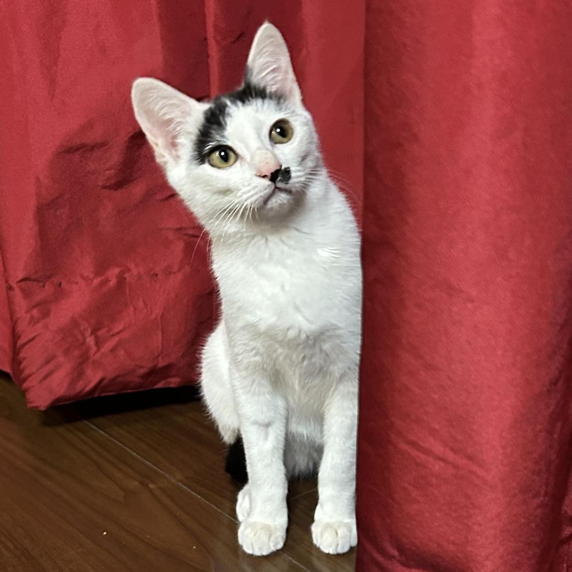 pet-image-3