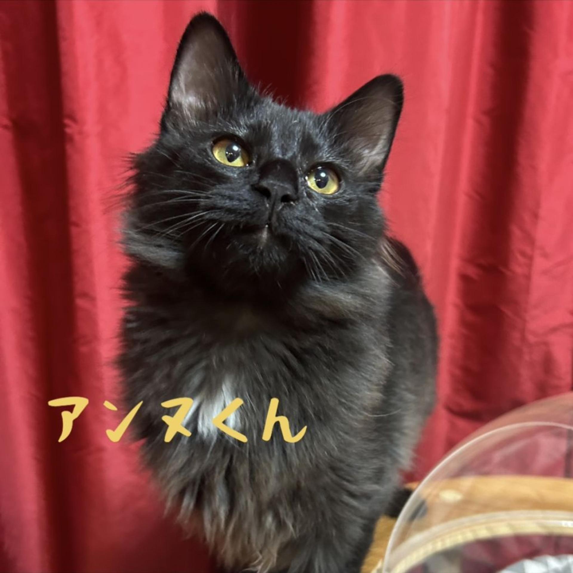 pet-image-6