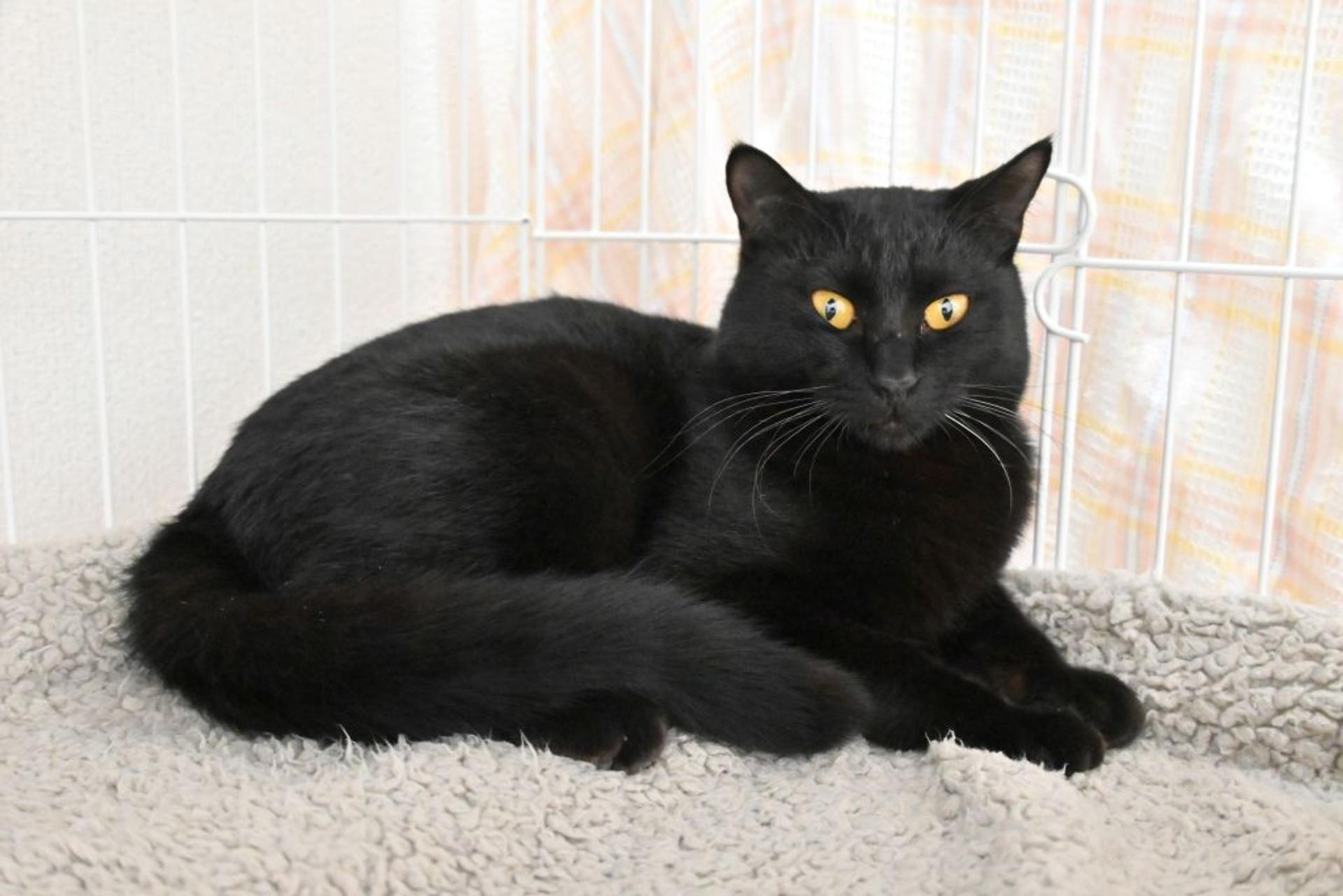pet-image-5