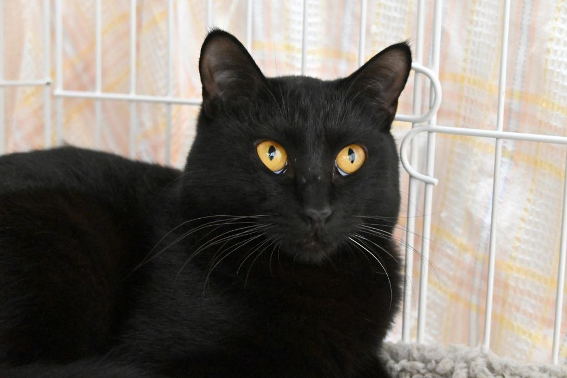pet-image-7