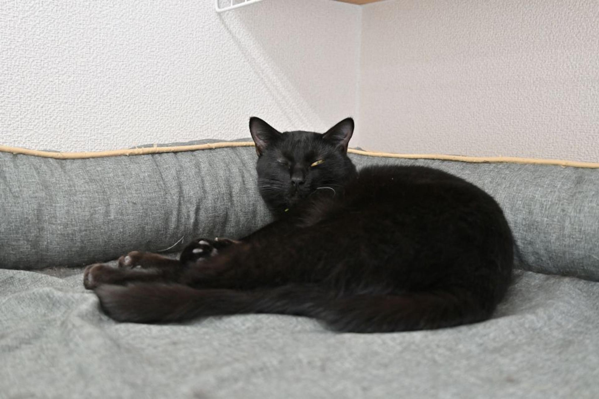 pet-image-2