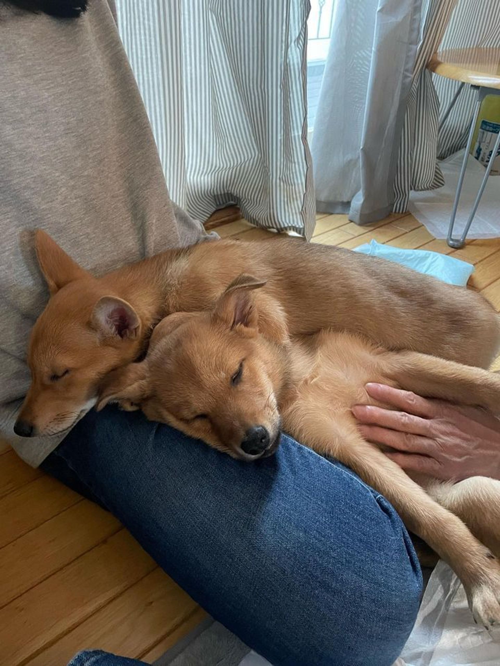 雑種（ミックス犬）・メスの里親募集の写真