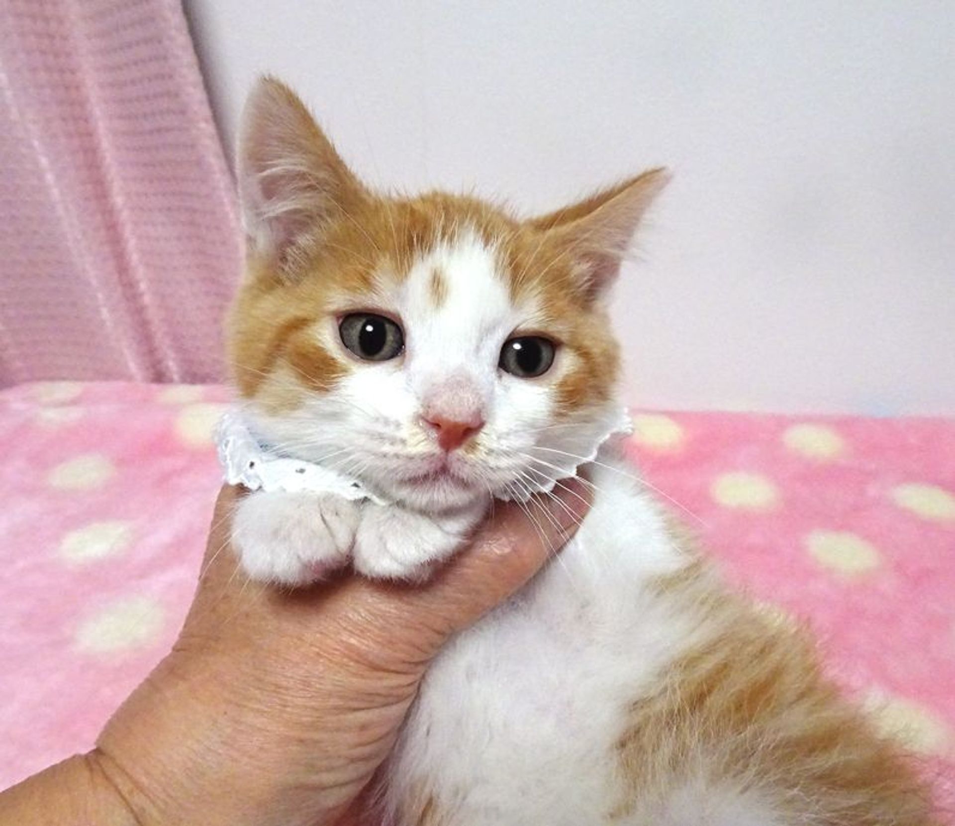 雑種（ミックス猫）・オスの里親募集の写真