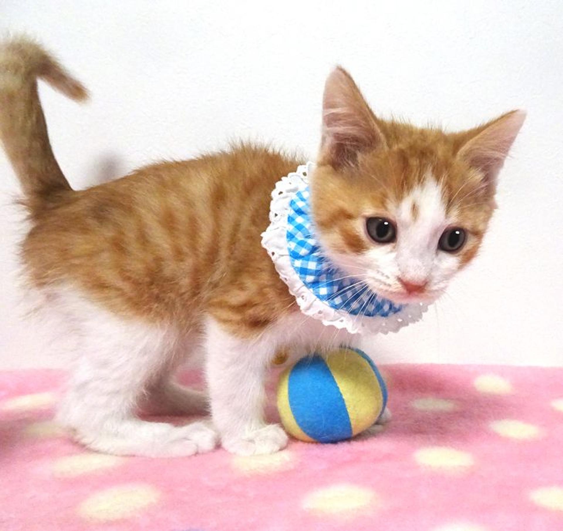 pet-image-3