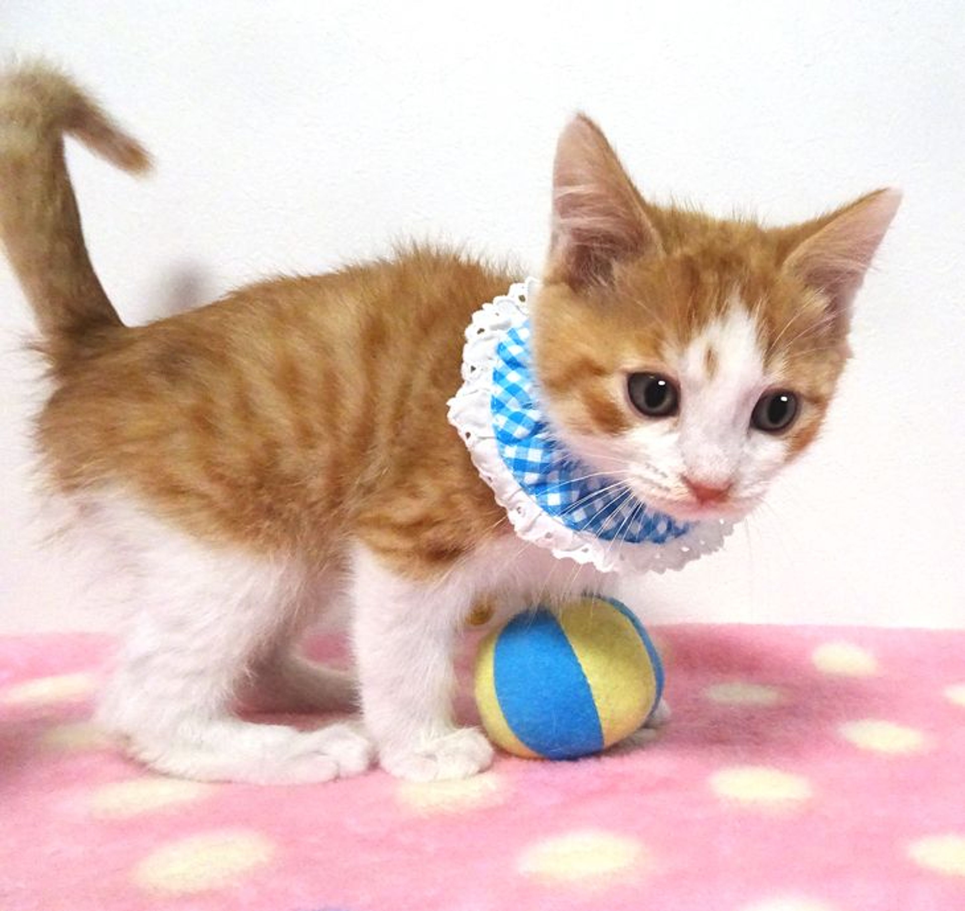 pet-image-3