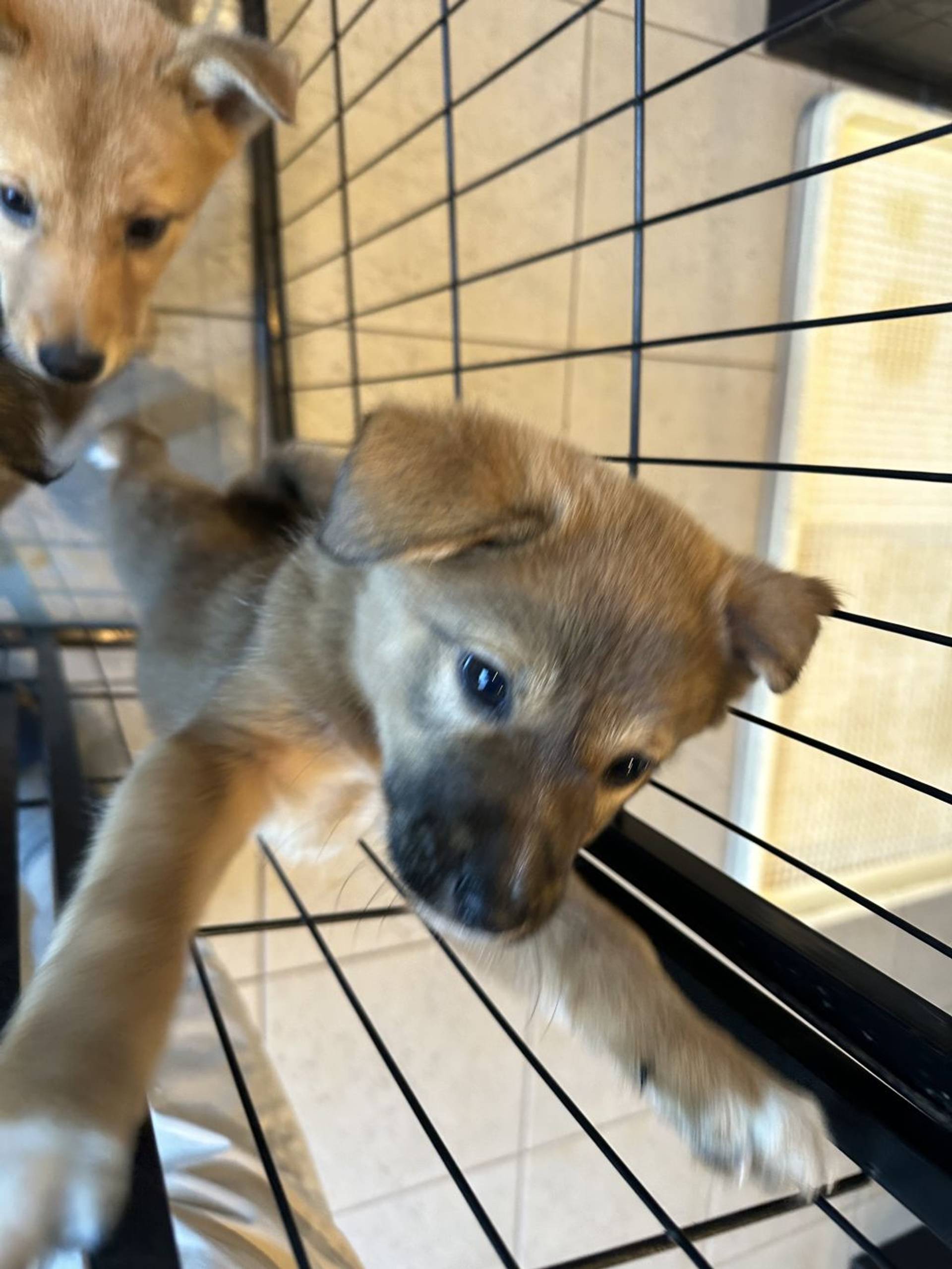 雑種（ミックス犬）・メスの里親募集の写真