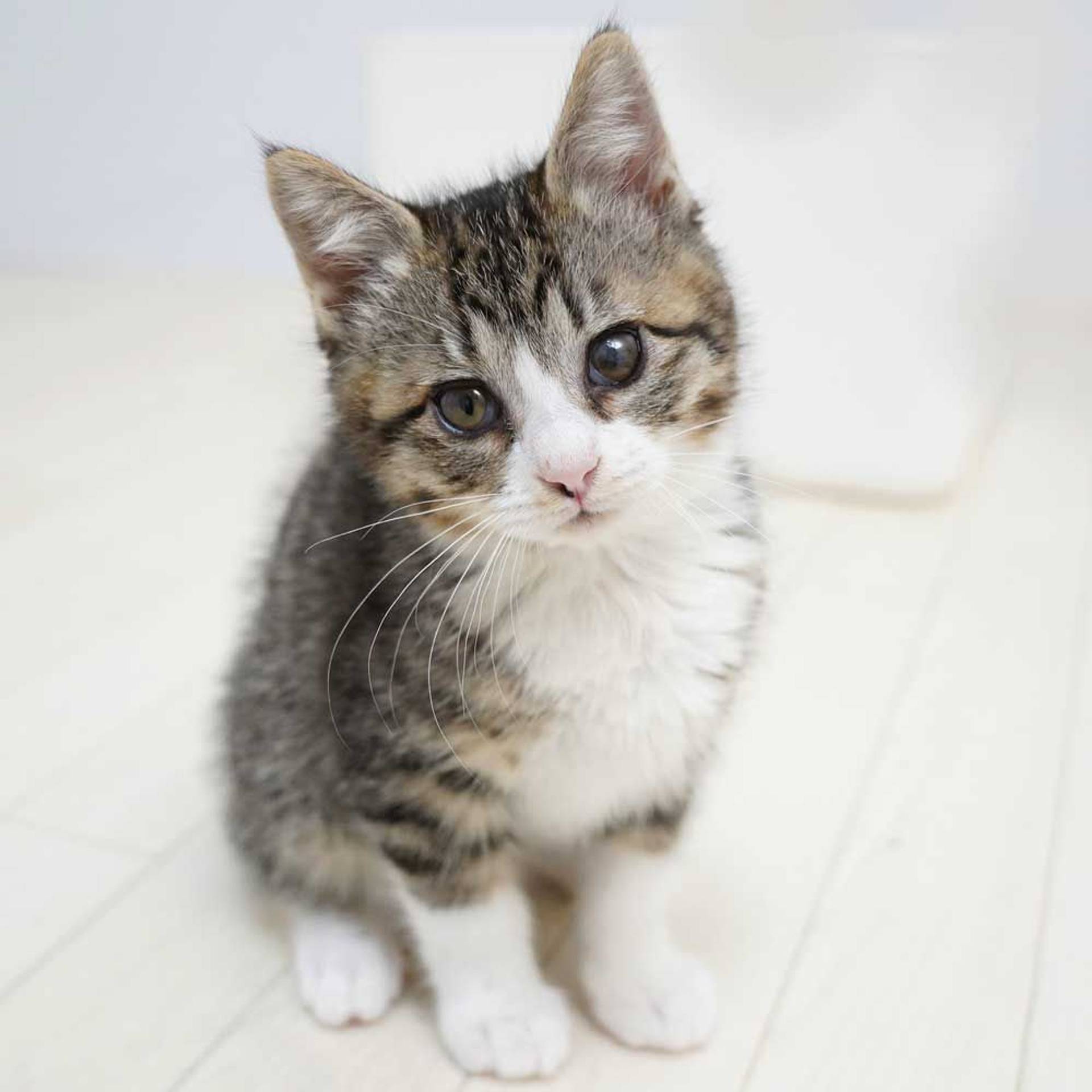 雑種（ミックス猫）・メスの里親募集の写真