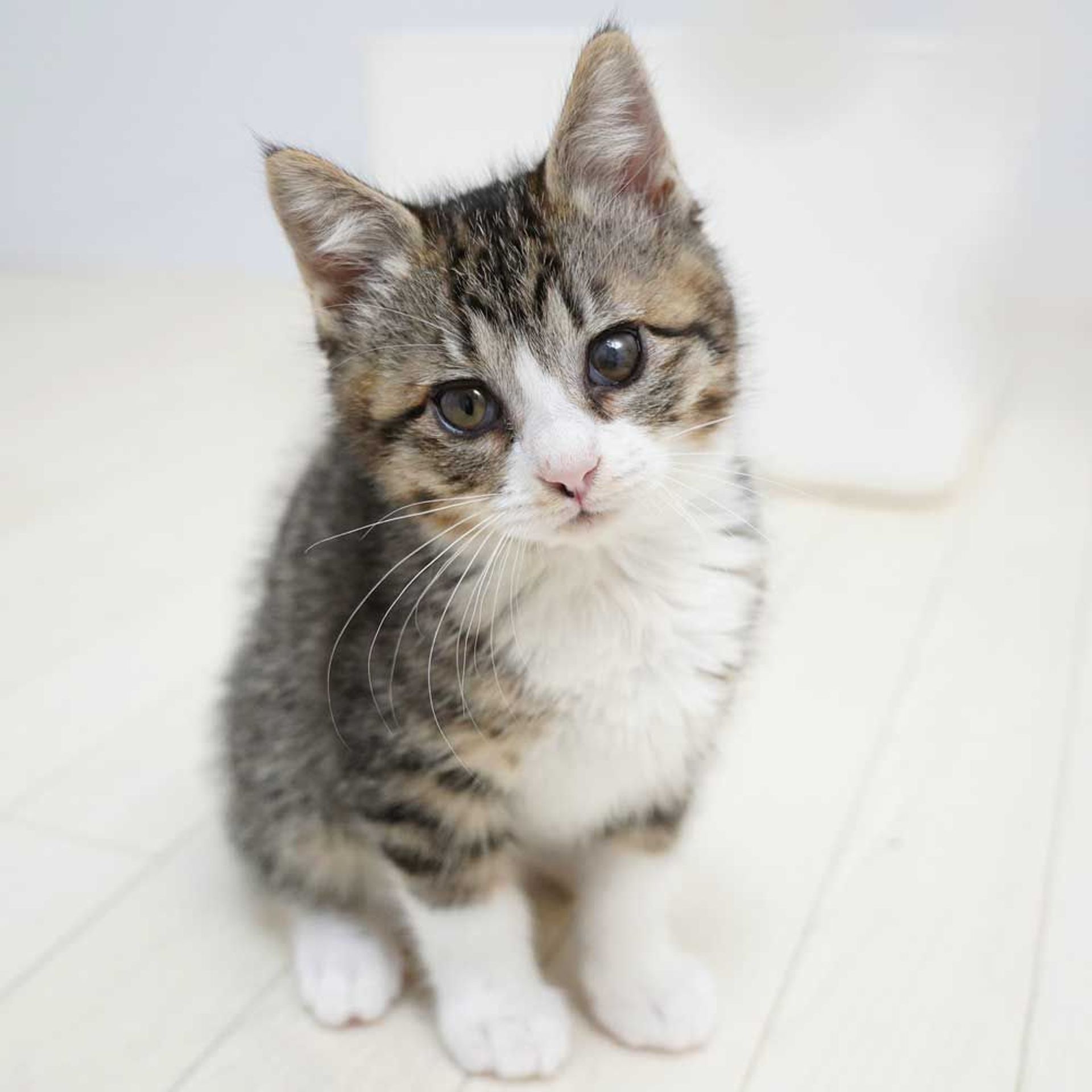 雑種（ミックス猫）・メスの里親募集の写真