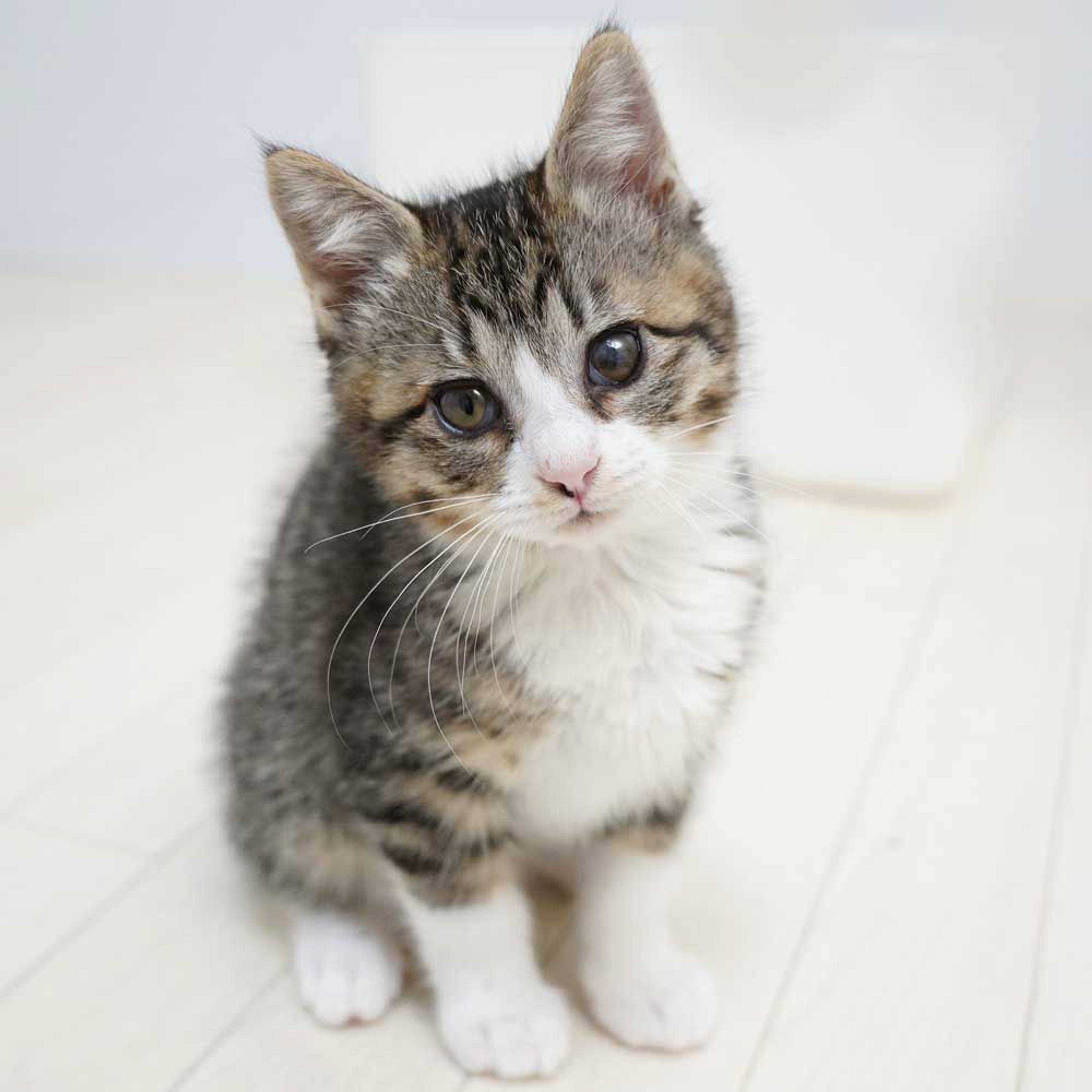 雑種（ミックス猫）・メスの里親募集の写真