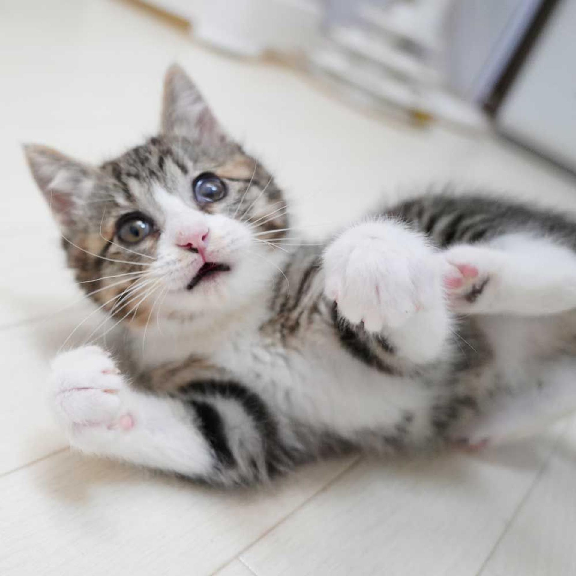 pet-image-3
