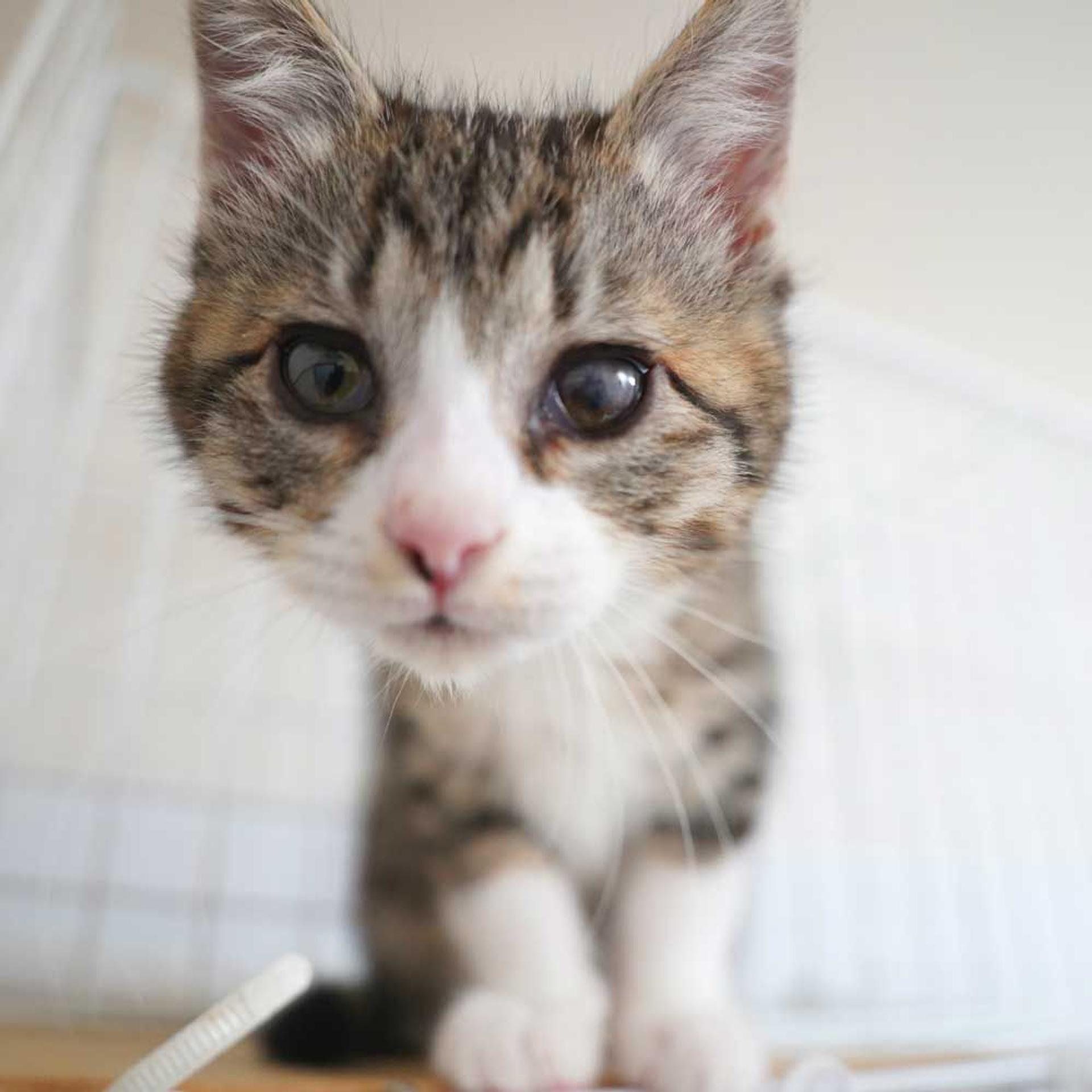 pet-image-4