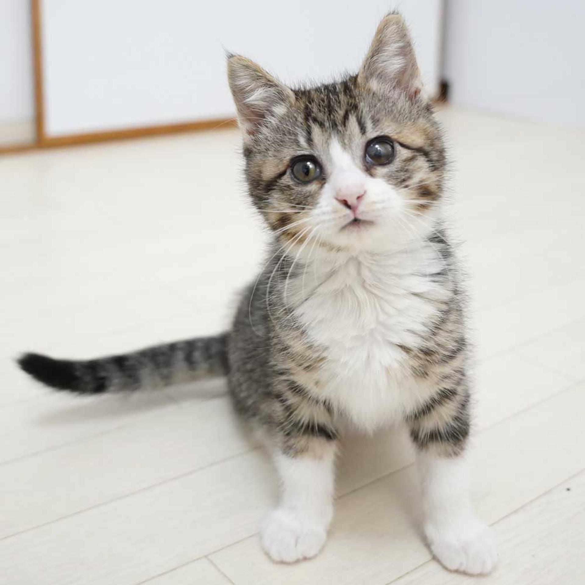 pet-image-5