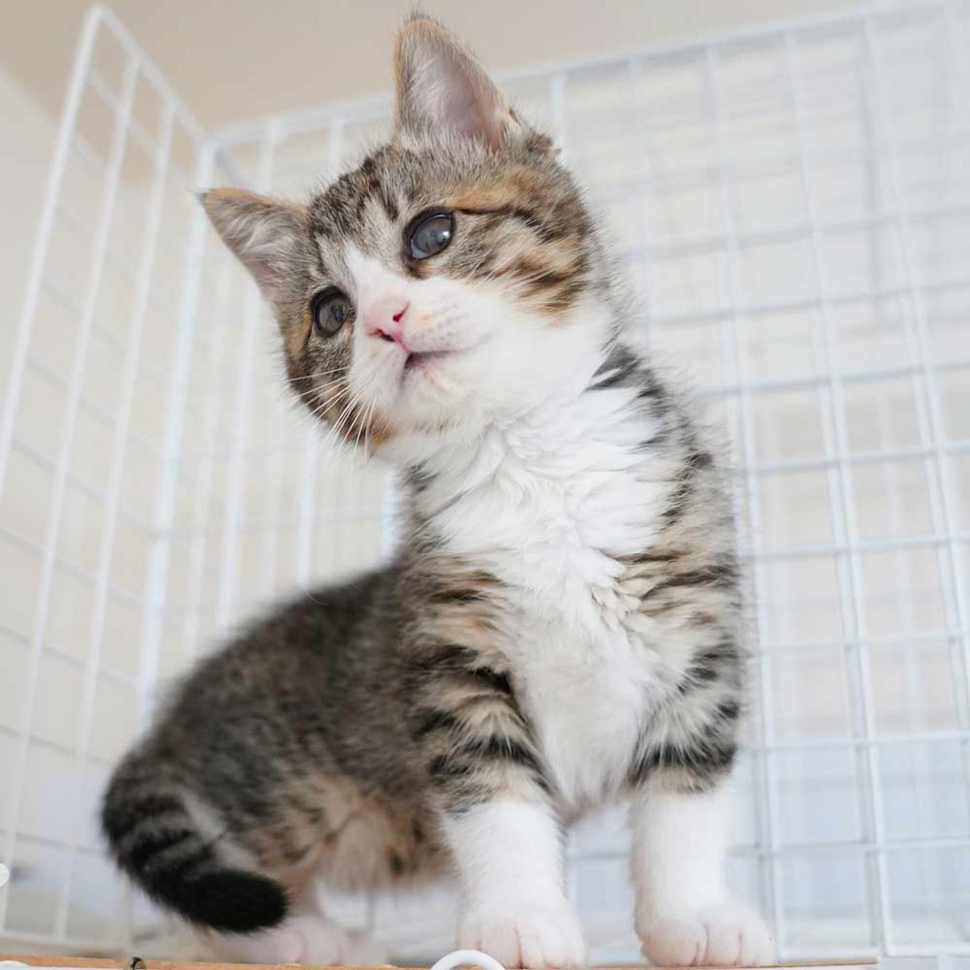 pet-image-6