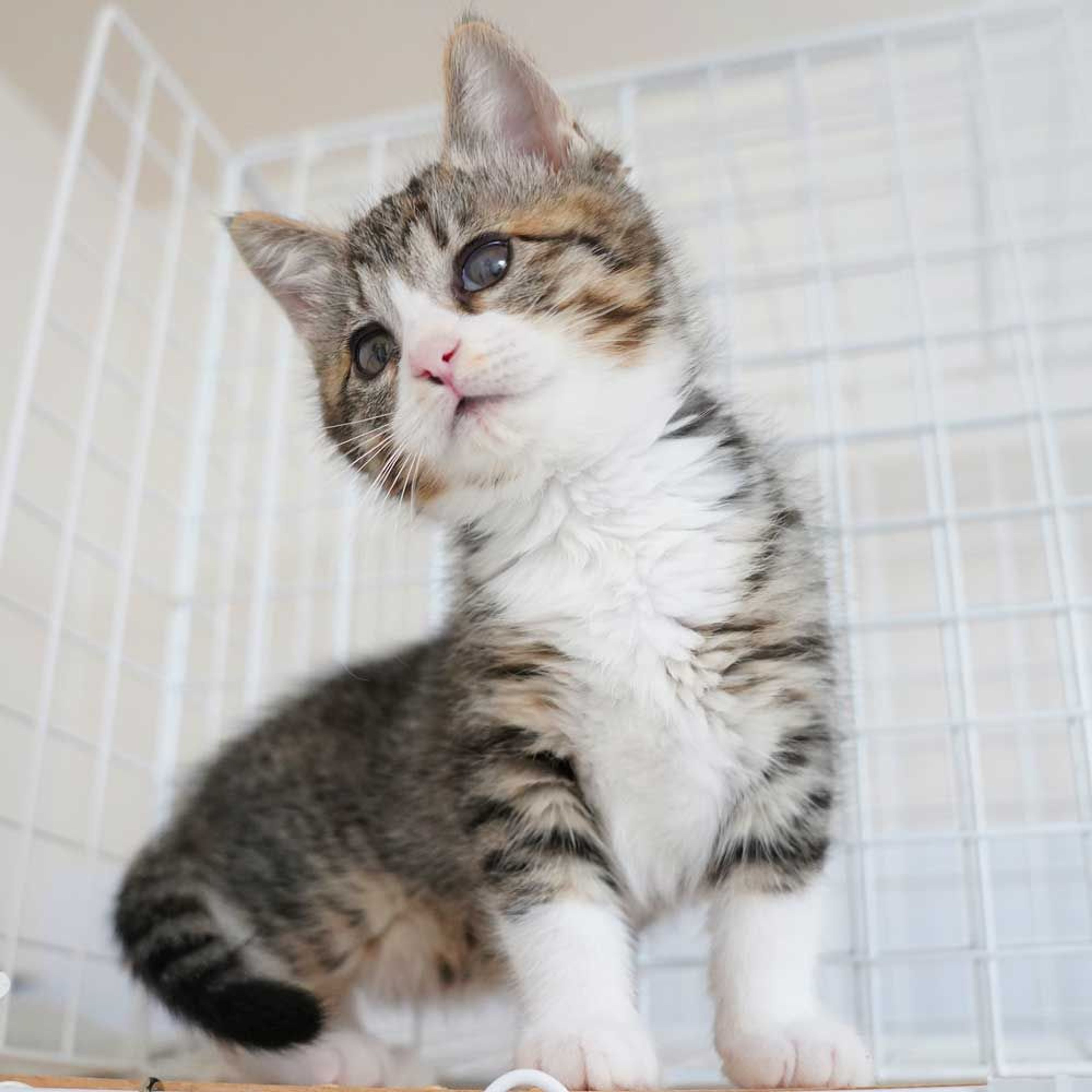 pet-image-6
