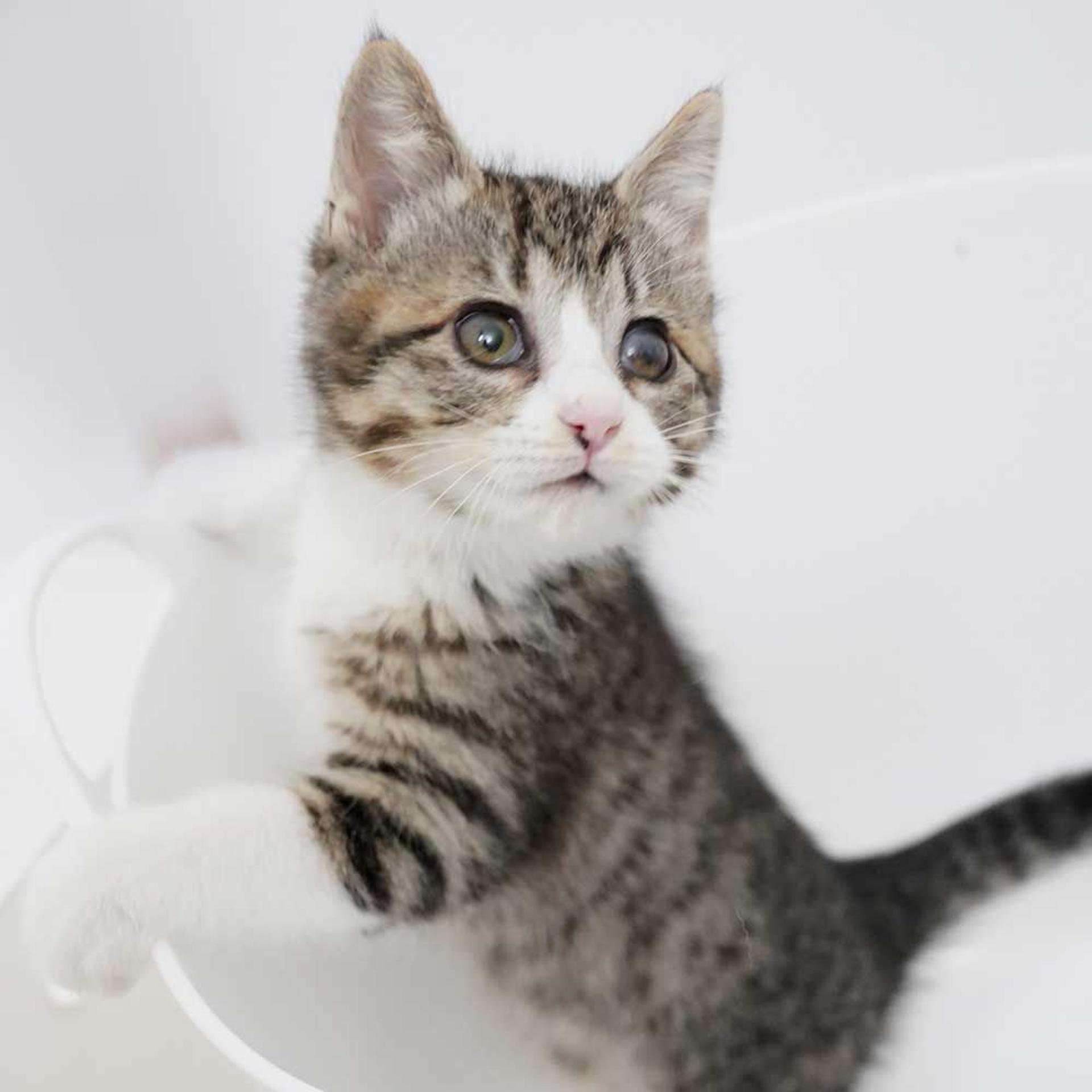 pet-image-7