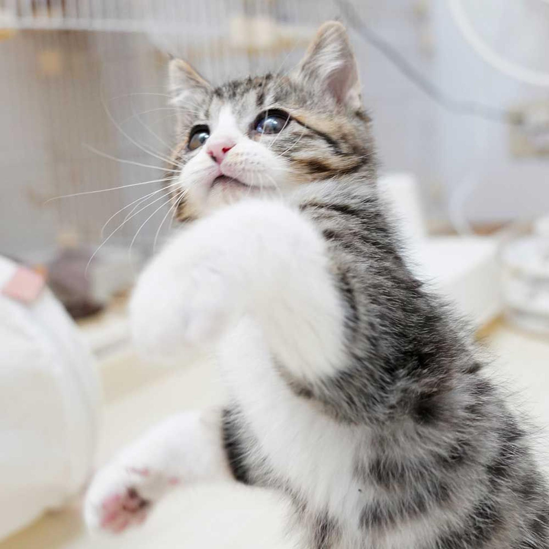 pet-image-9