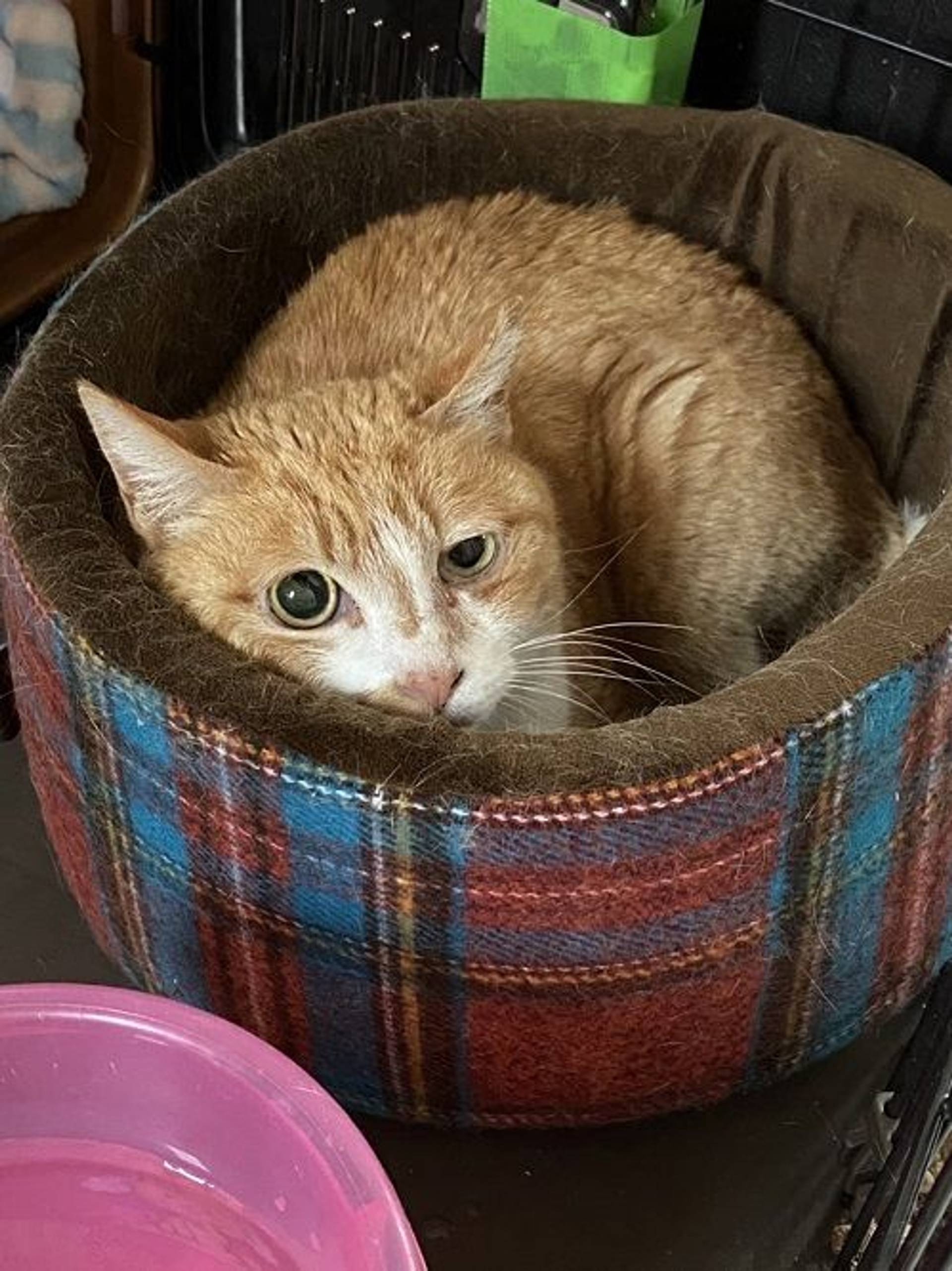 雑種（ミックス猫）・メスの里親募集の写真