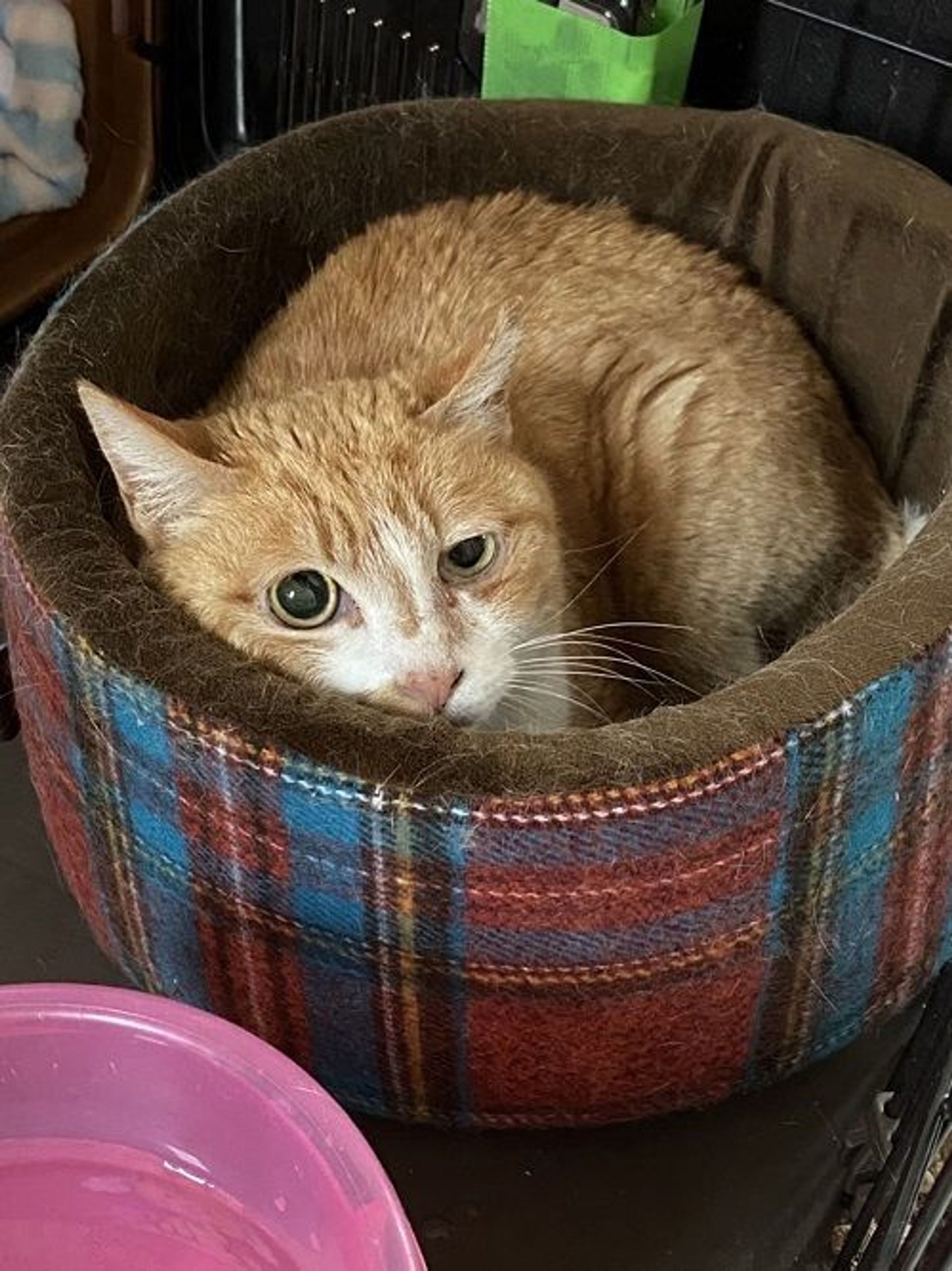 雑種（ミックス猫）・メスの里親募集の写真