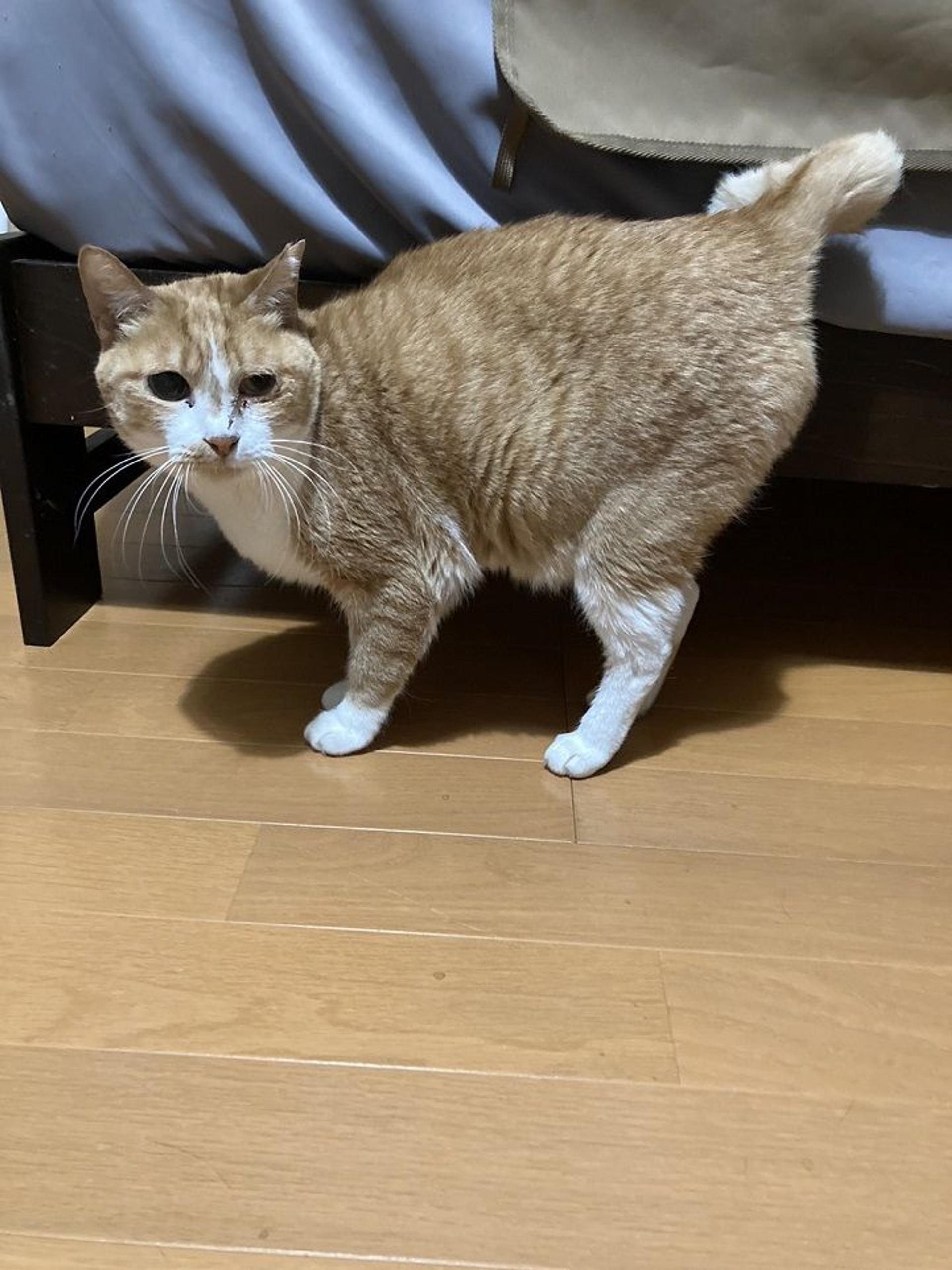 pet-image-2