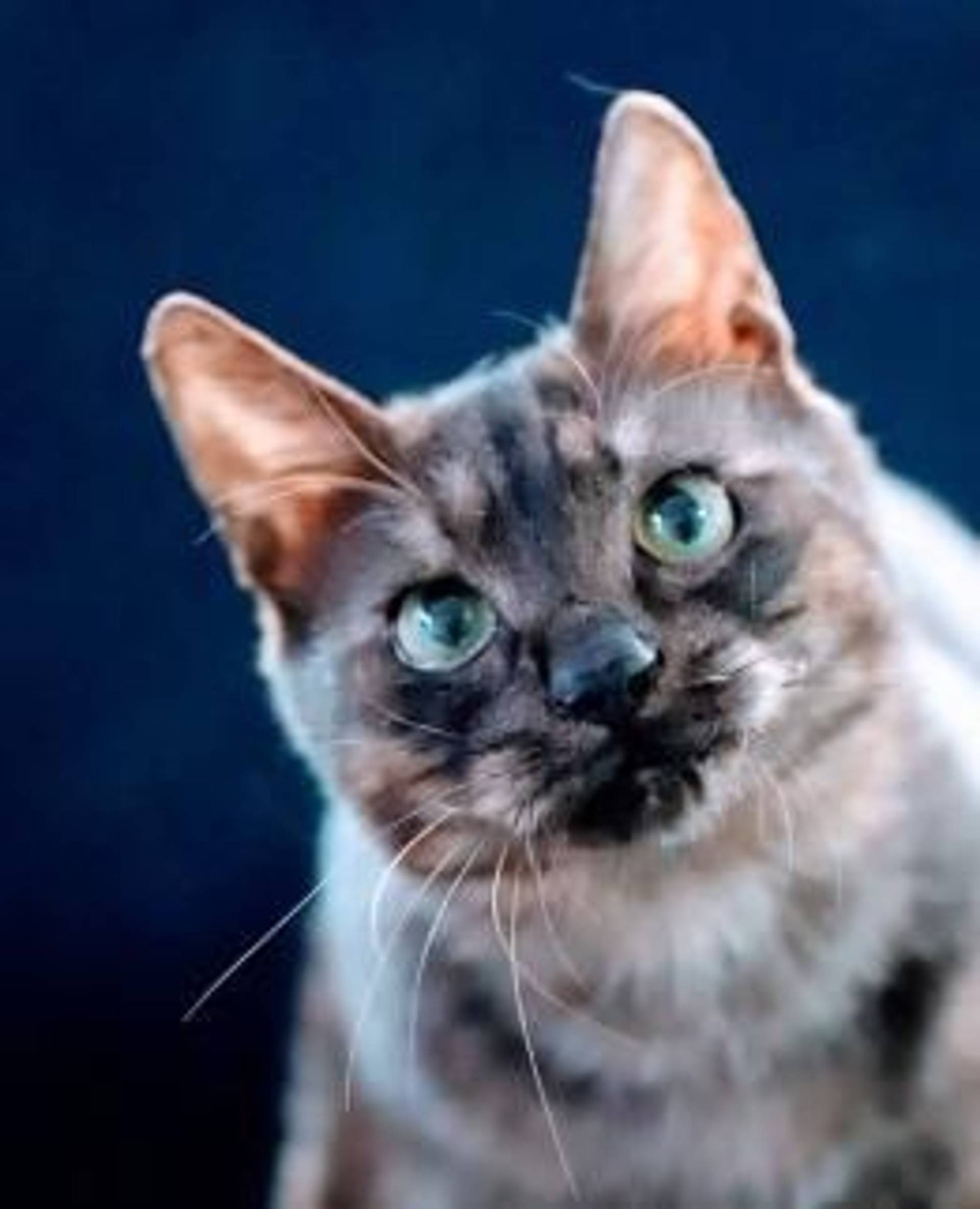 雑種（ミックス猫）・オスの里親募集の写真
