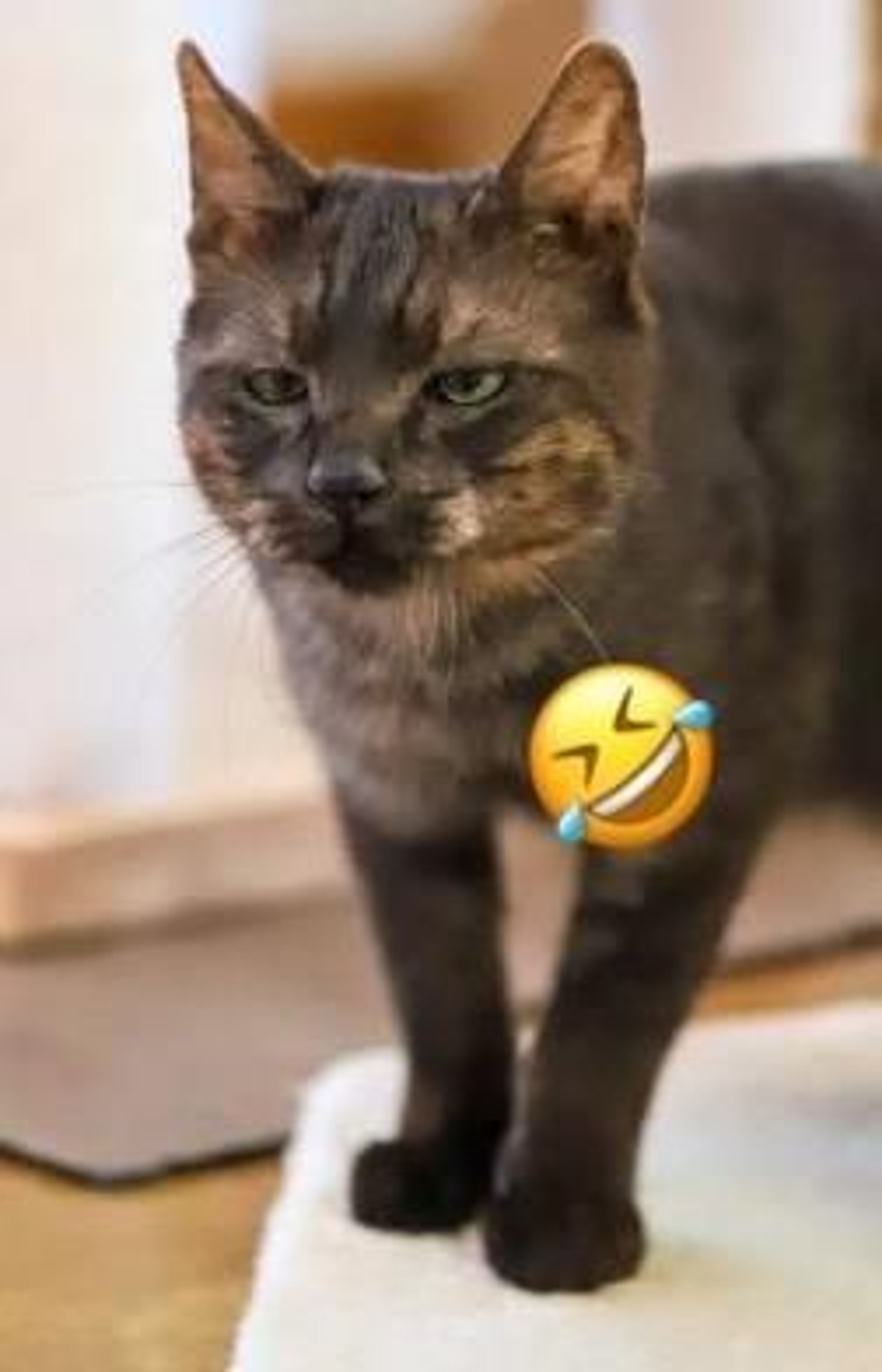 pet-image-4