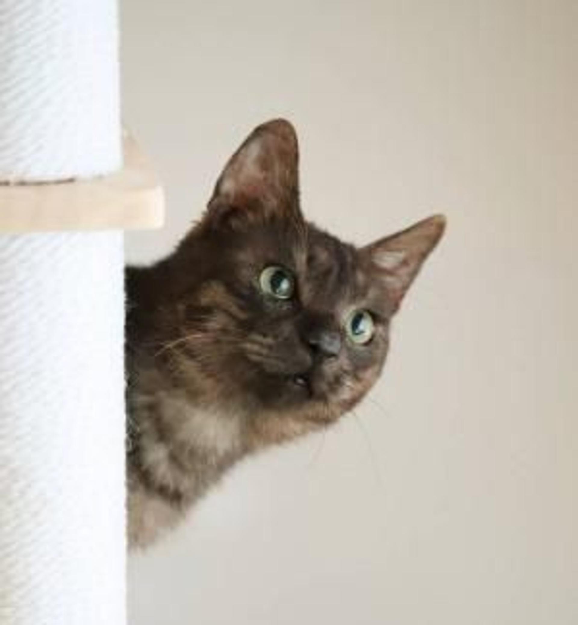 pet-image-5