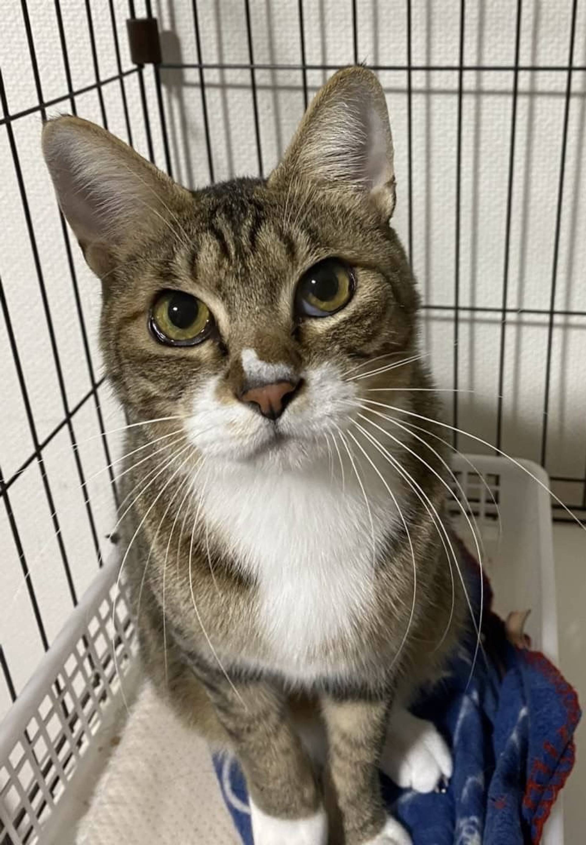 雑種（ミックス猫）・オスの里親募集の写真