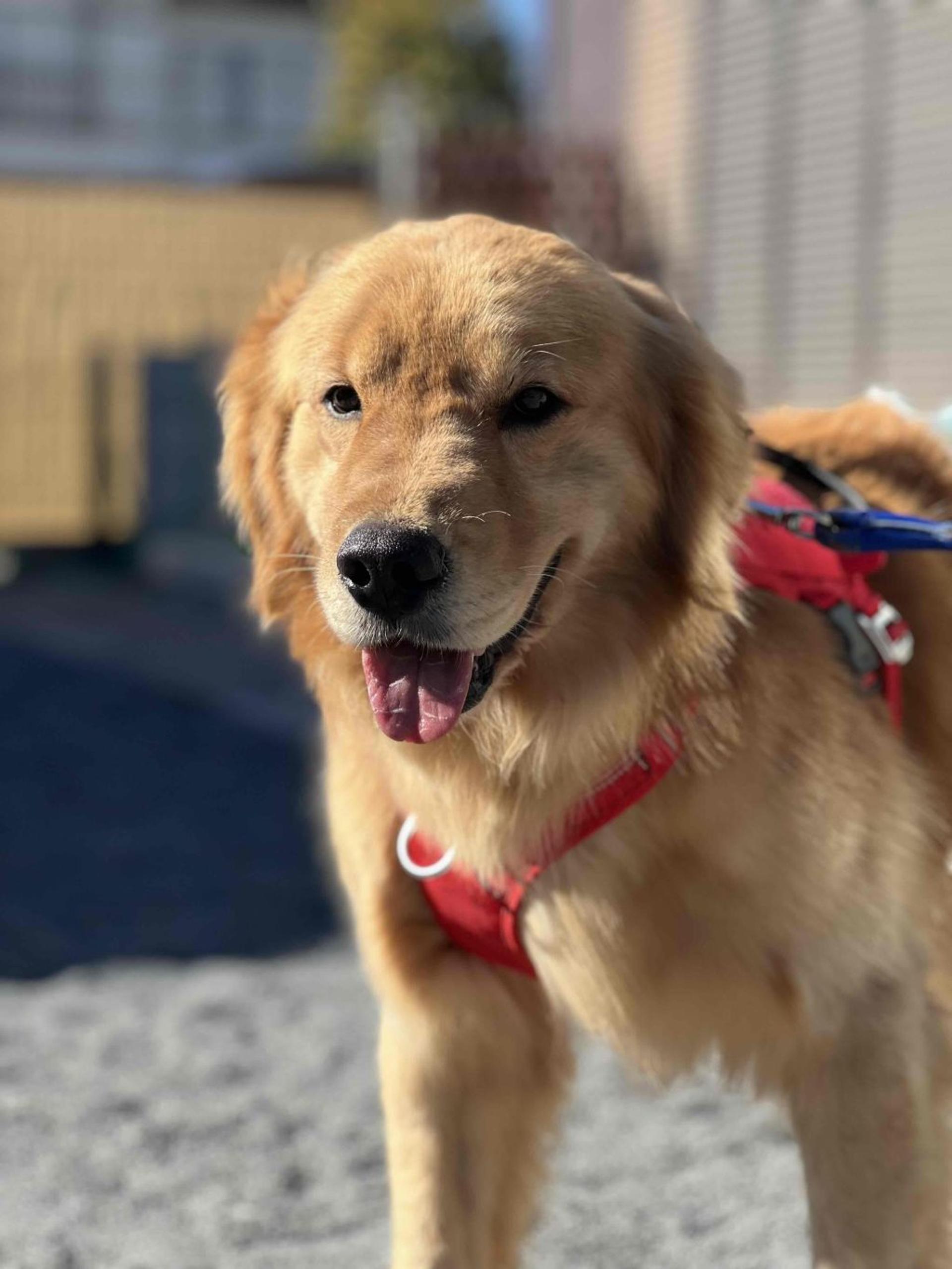 pet-image-3
