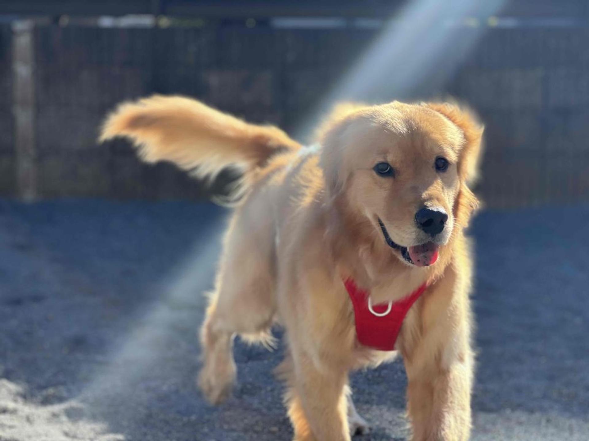 pet-image-5