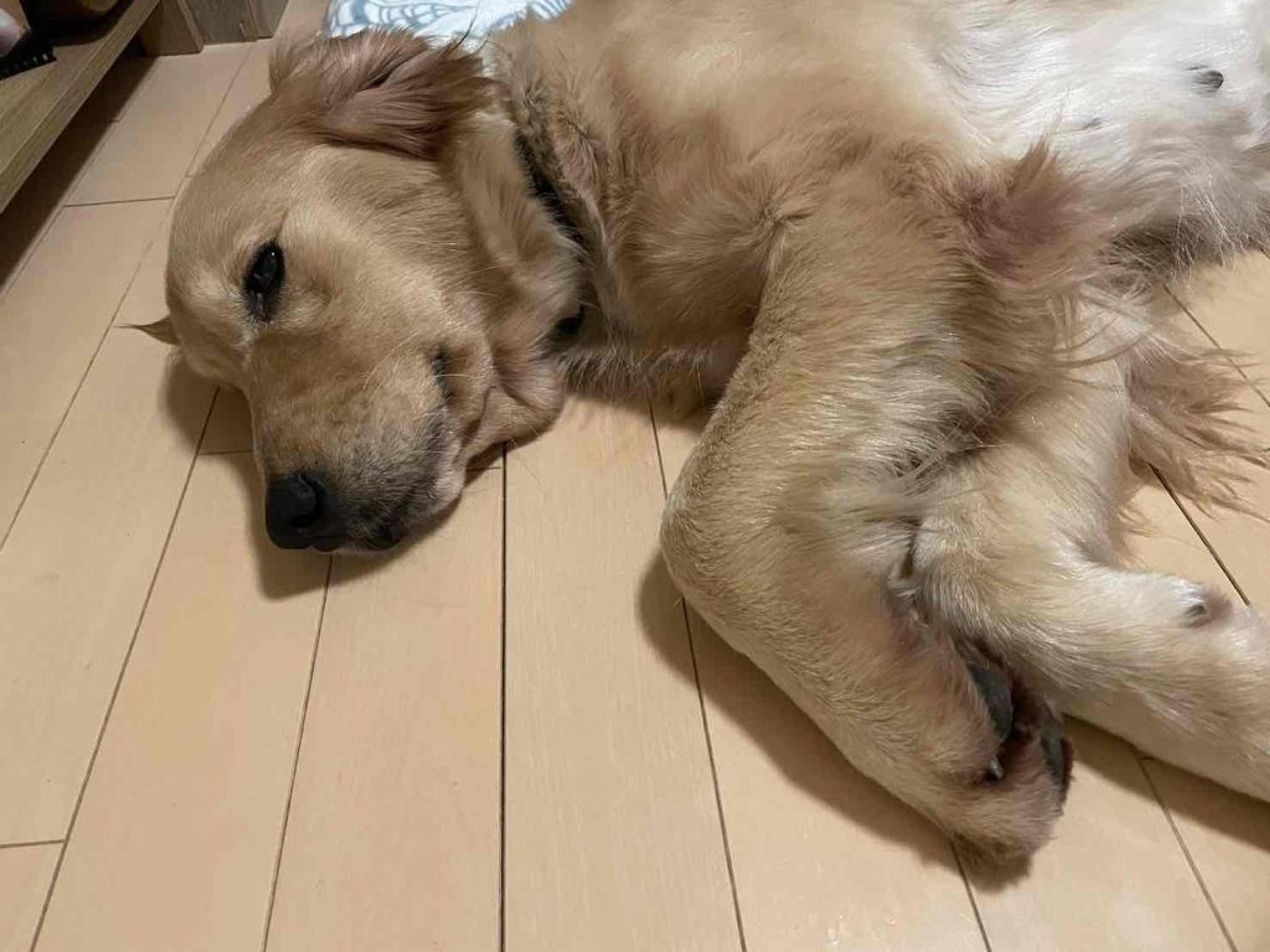 pet-image-4