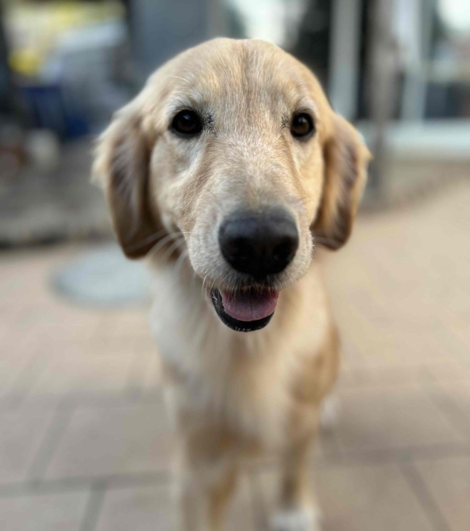 ゴールデン・レトリーバー・メスの里親募集の写真