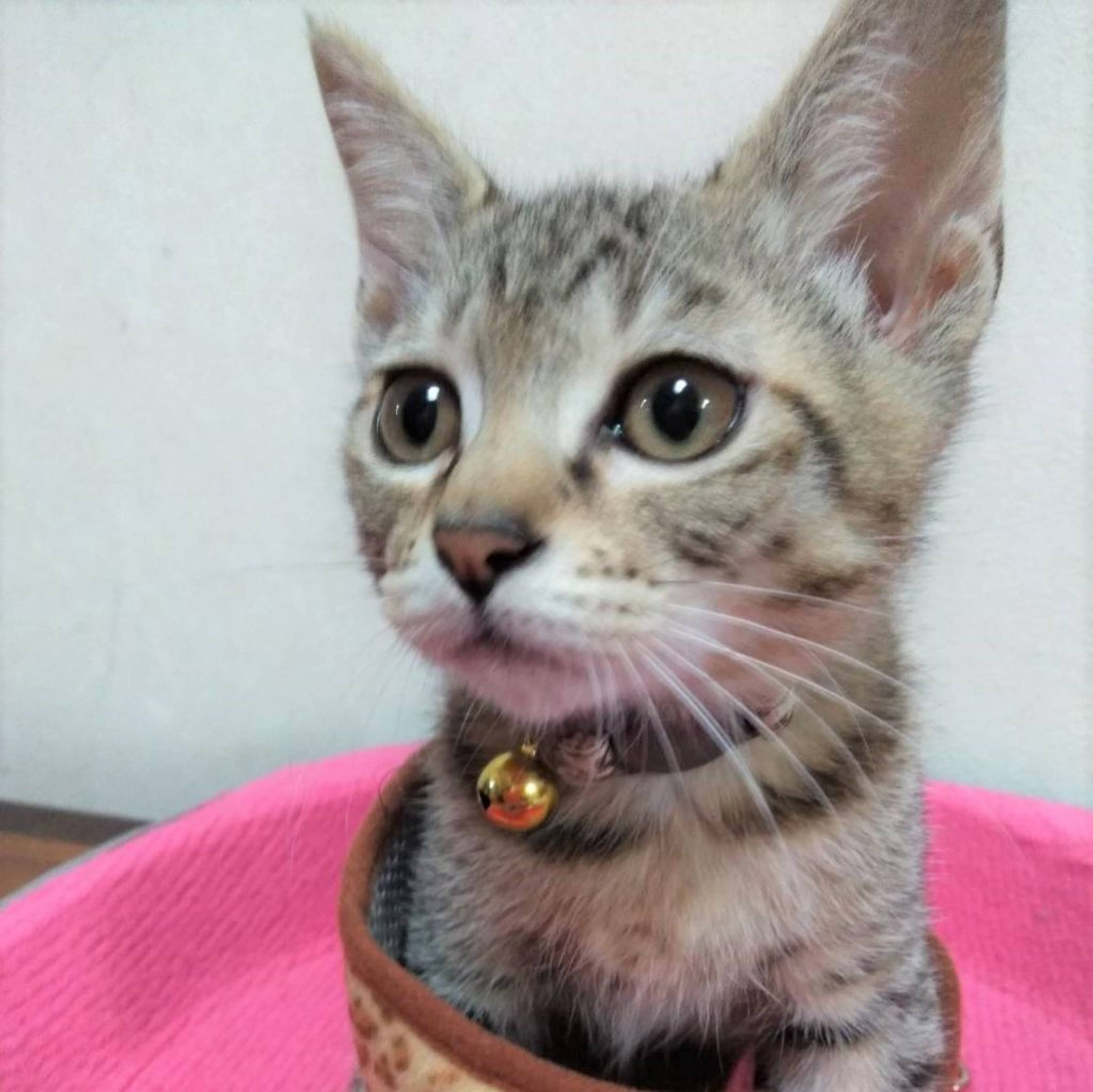 雑種（ミックス猫）・メスの里親募集の写真