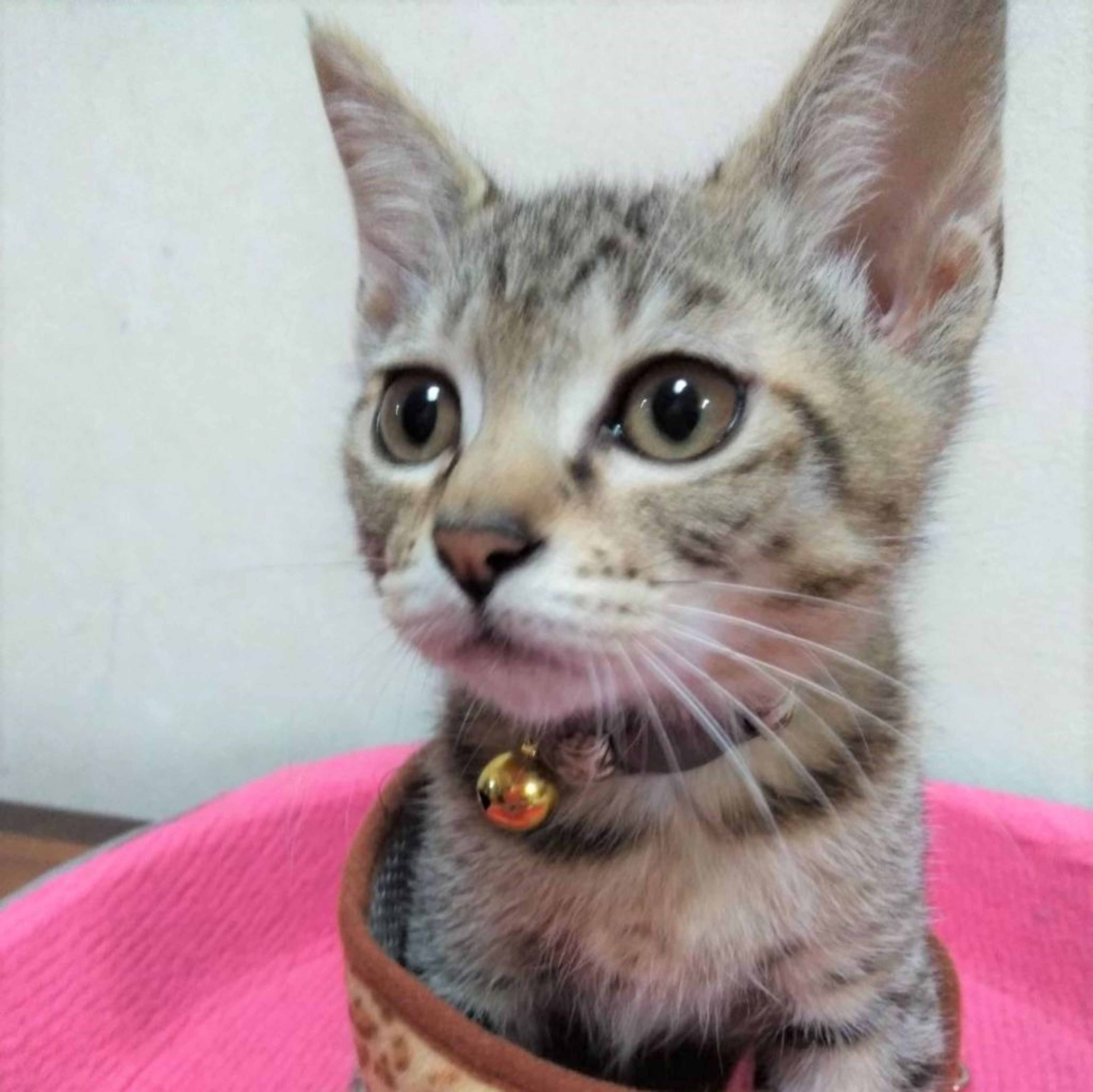 雑種（ミックス猫）・メスの里親募集の写真