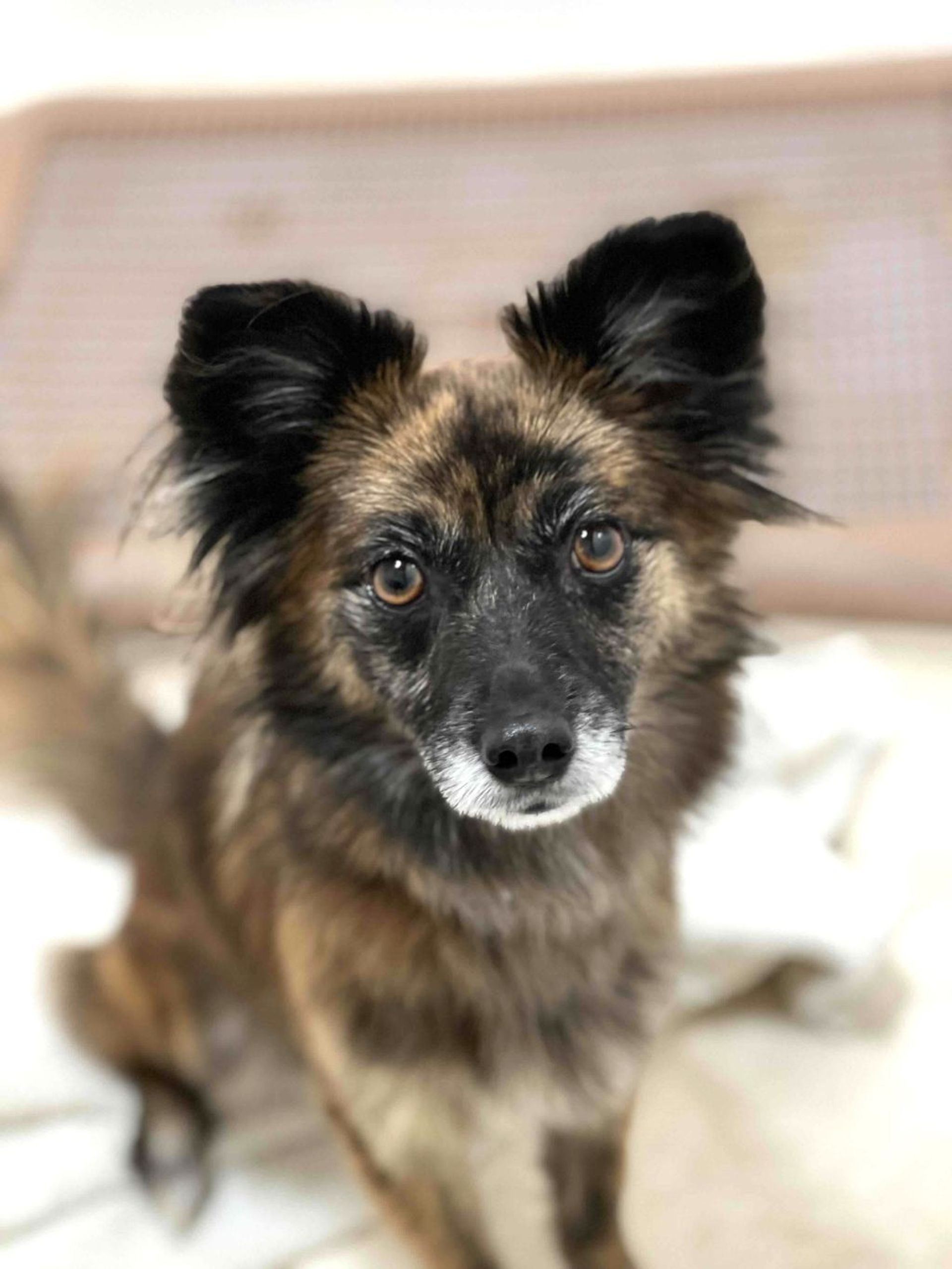 雑種（ミックス犬）・メスの里親募集の写真