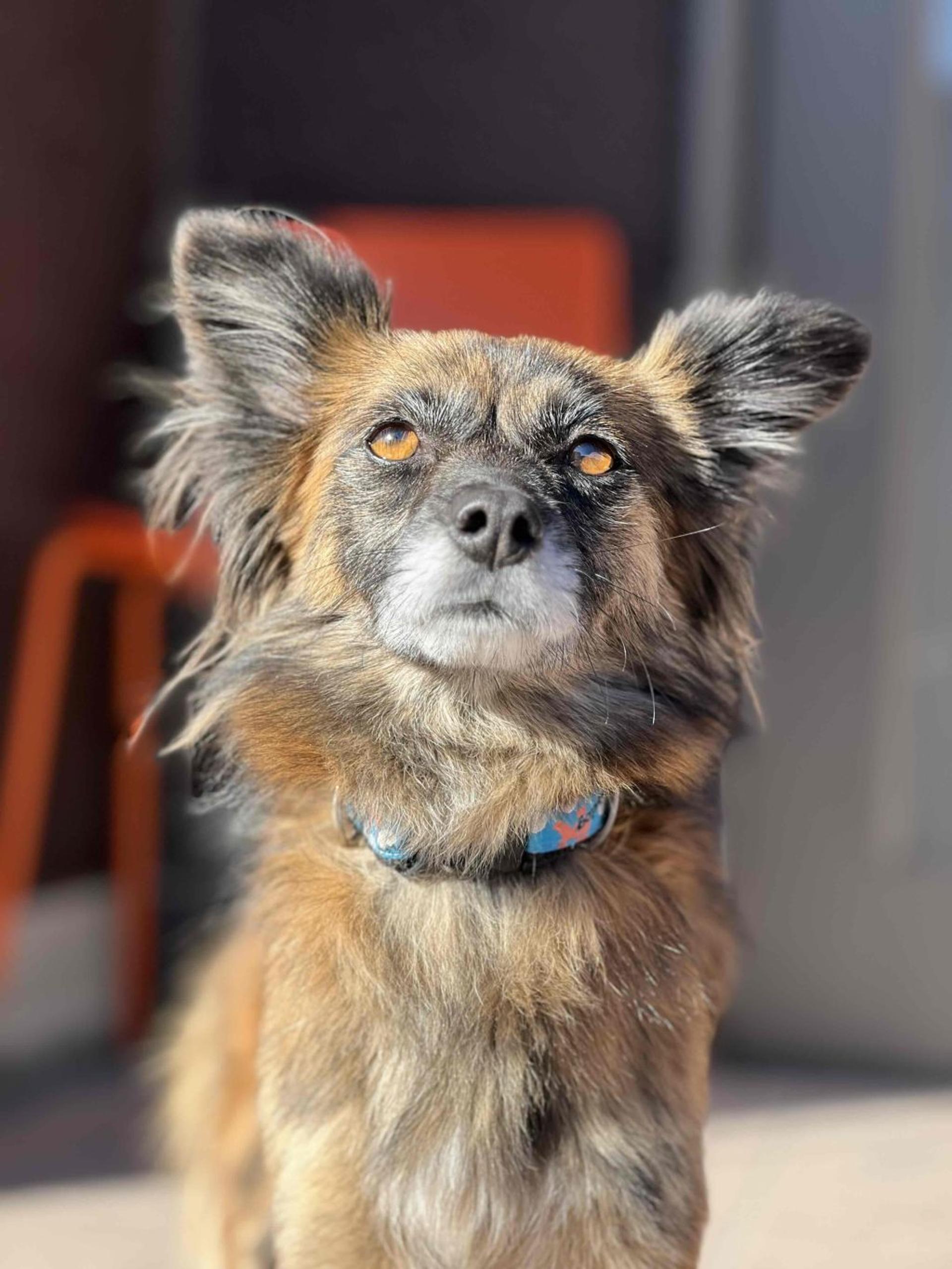 pet-image-4