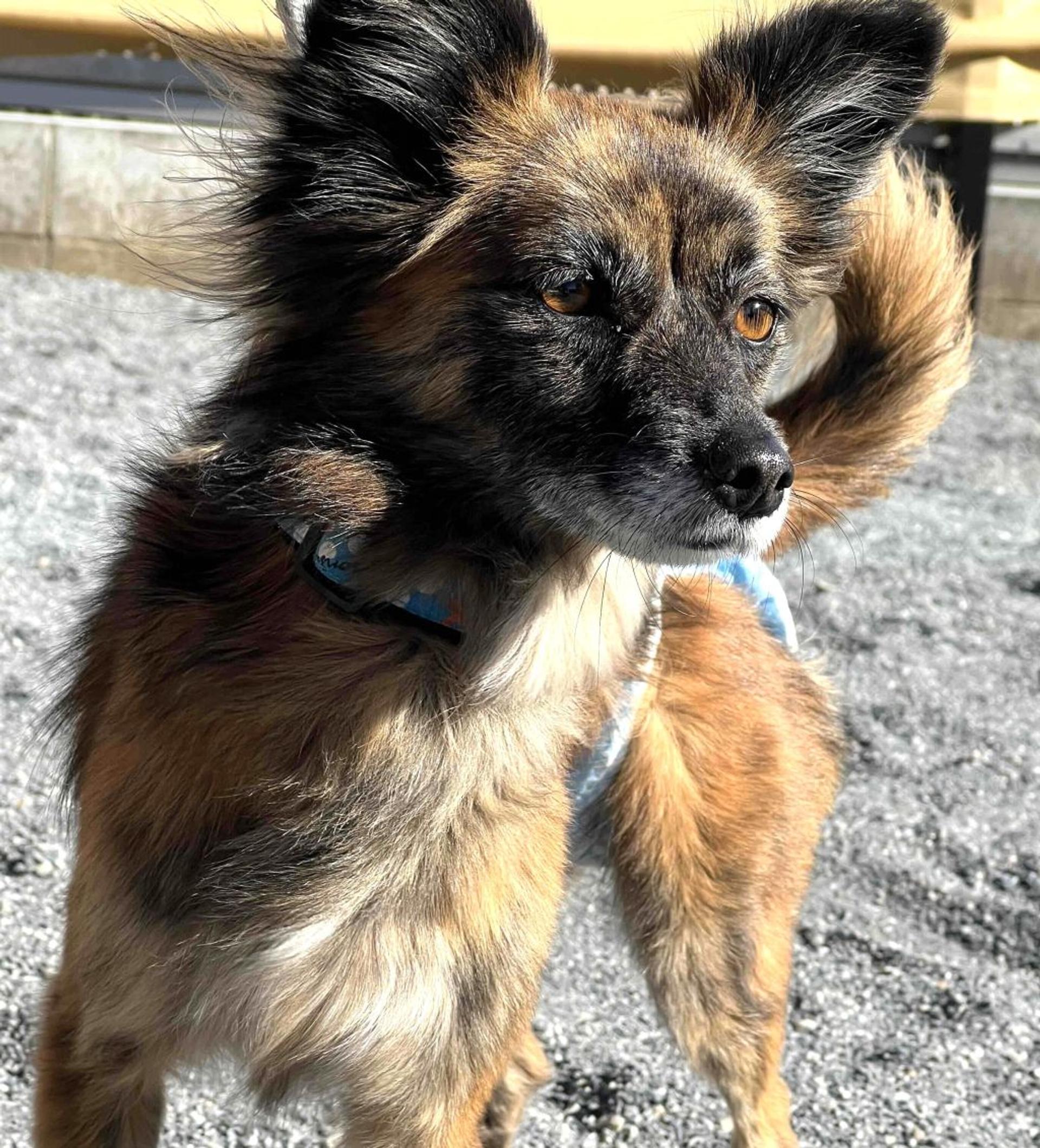 pet-image-9