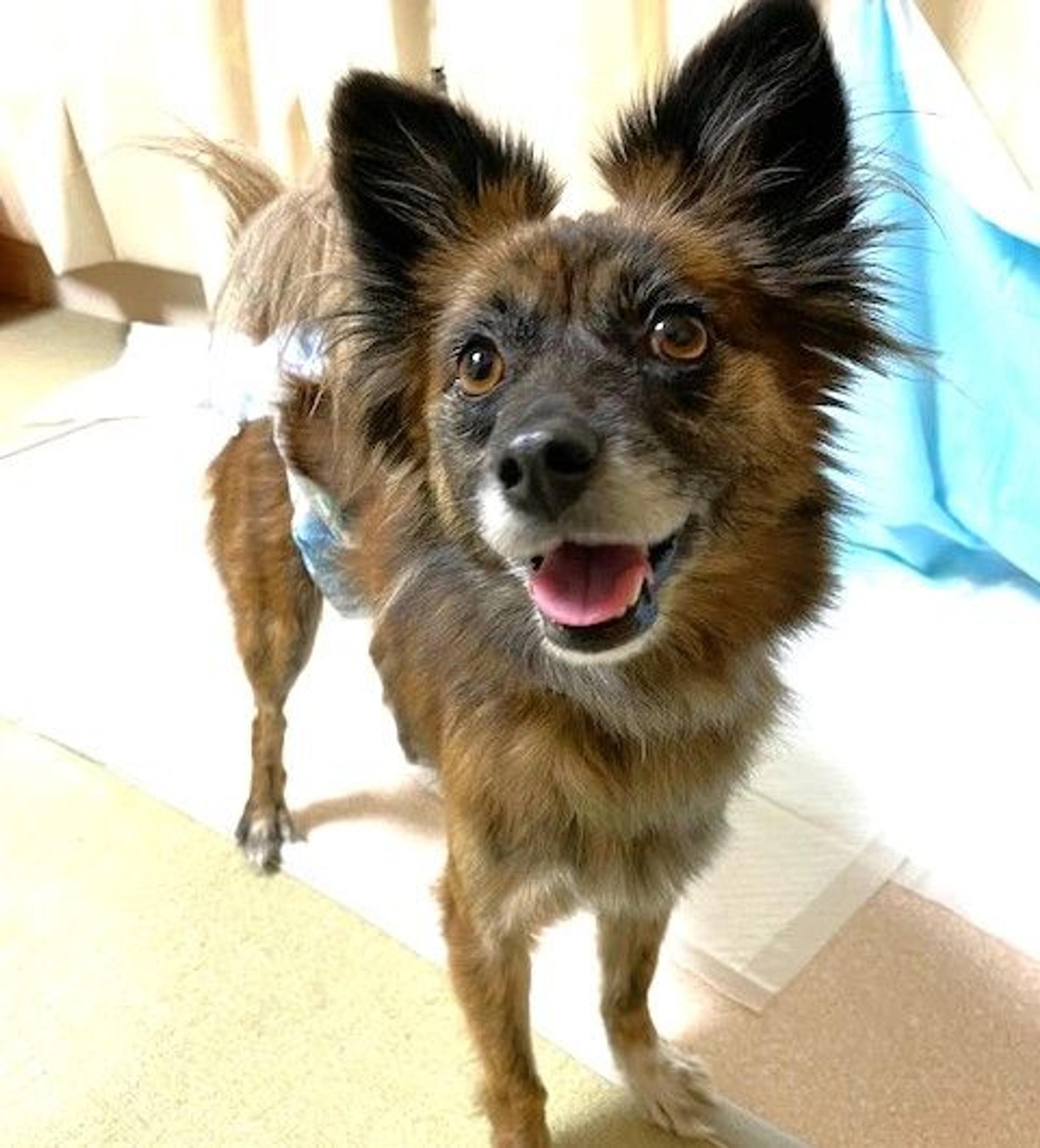 pet-image-2