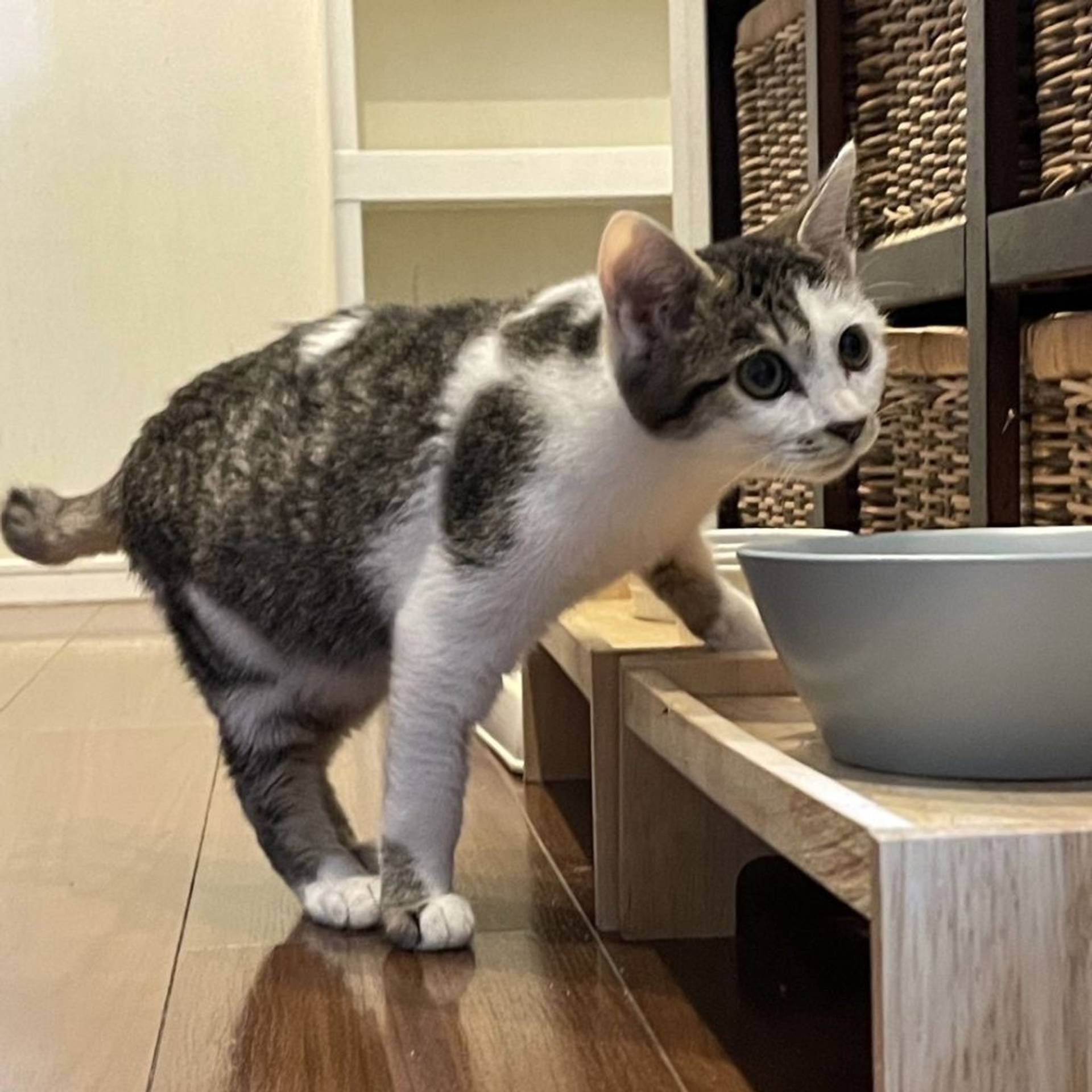 雑種（ミックス猫）・オスの里親募集の写真