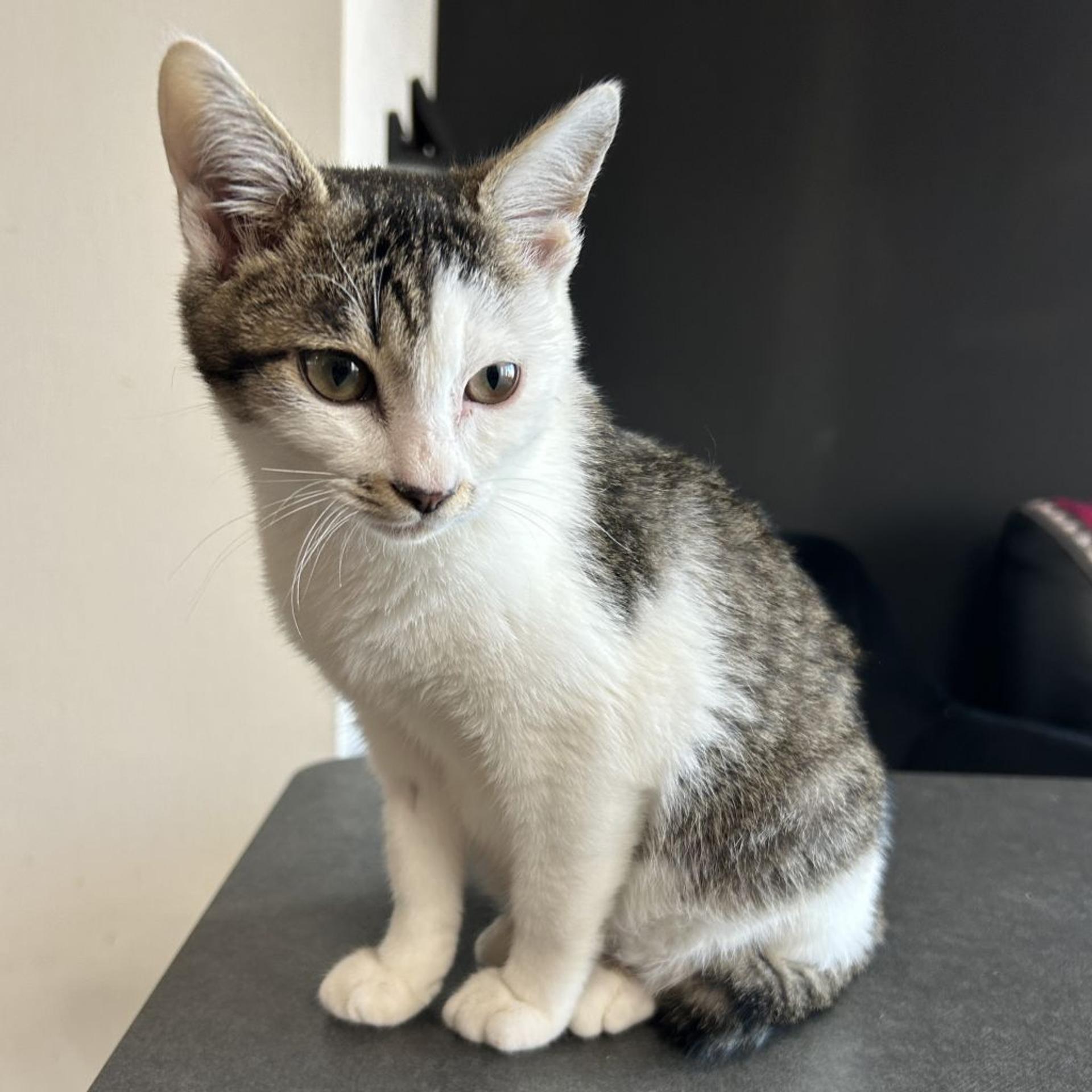 pet-image-3