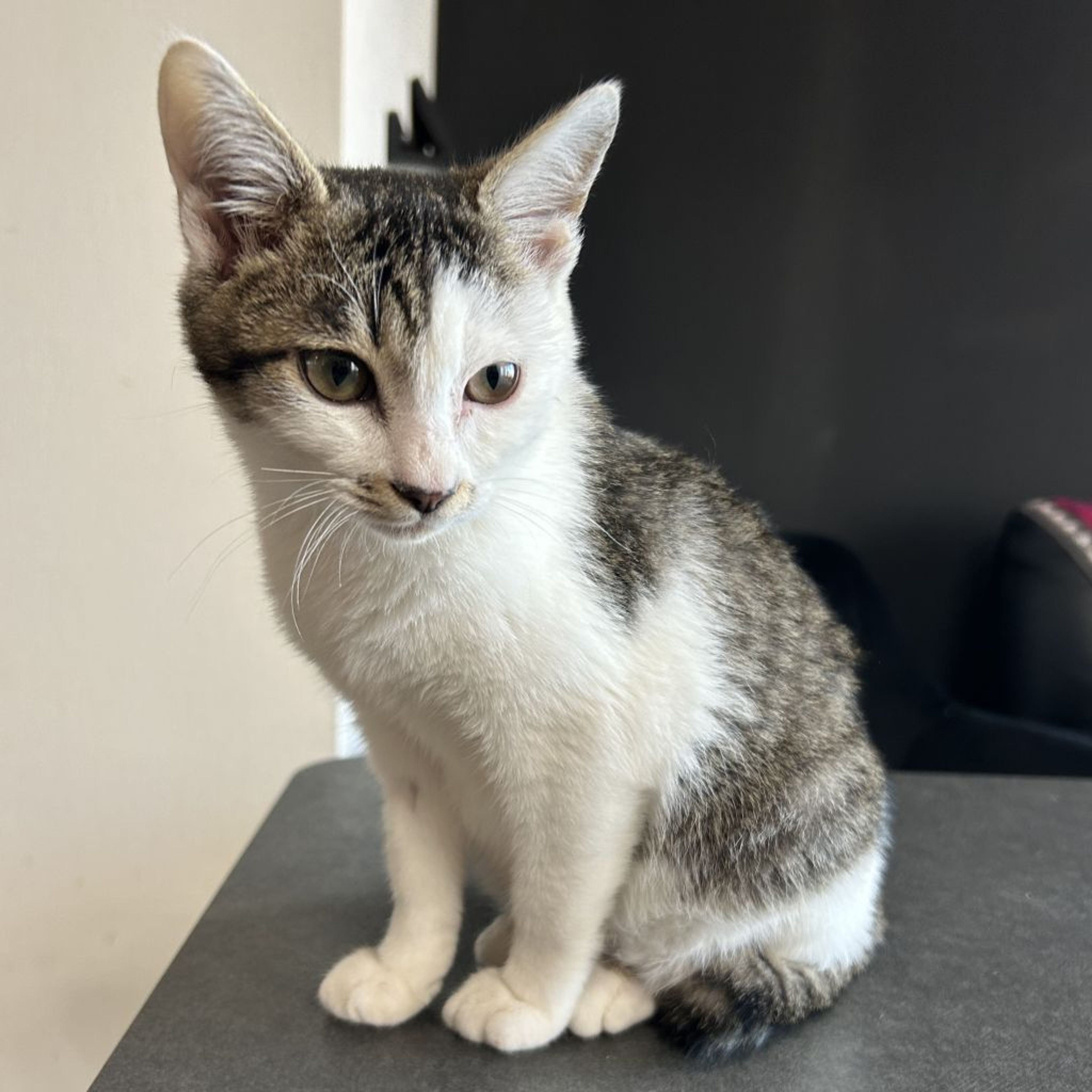 pet-image-3
